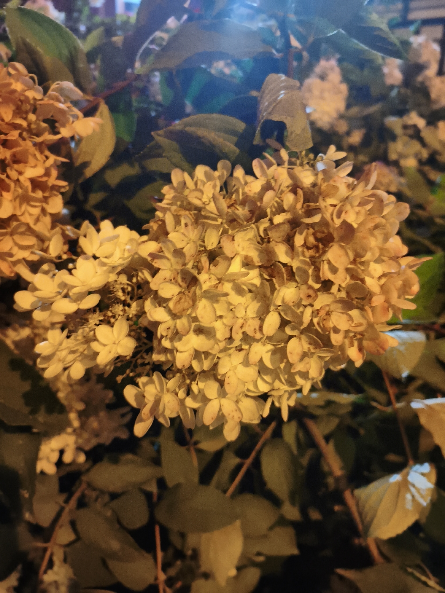 This is a close-up photograph of a cluster of hydrangeas in the city of Jinchuan District, China. The hydrangeas are a pale yellow-white color and are in full bloom. They are surrounded by dark green leaves and branches, illuminated by artificial light. The focus is on the flower heads, with the background appearing slightly blurred. The image captures the delicate texture of the petals and the intricate arrangement of the flowers. The overall impression is one of natural beauty and tranquility, enhanced by the warm, ambient lighting.