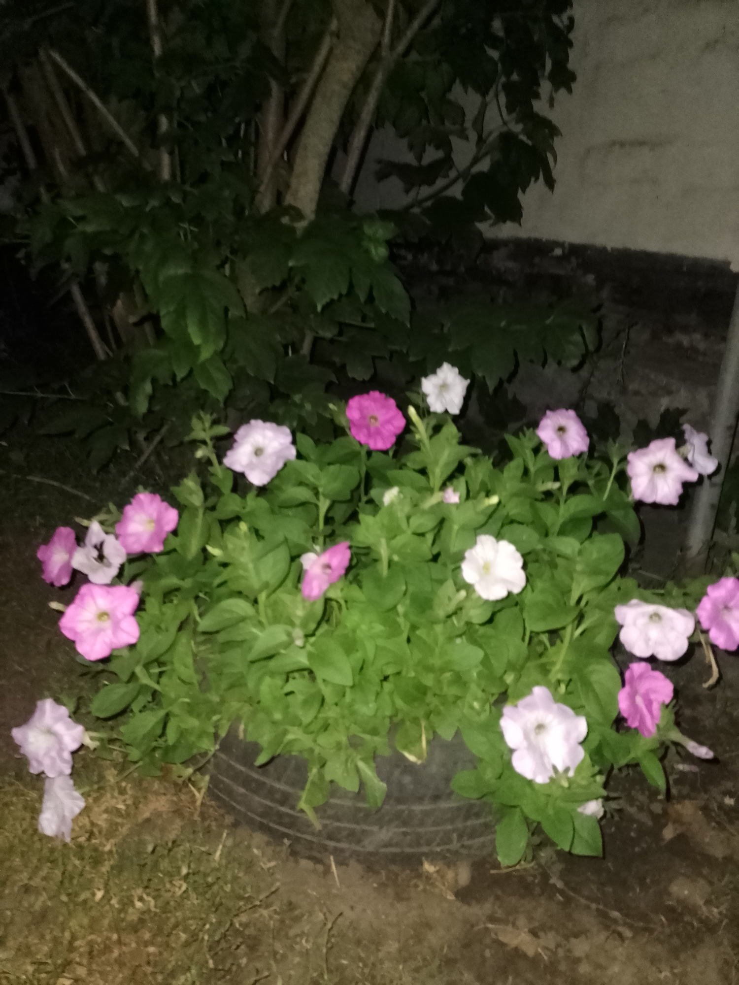 A close-up, low-angle, outdoor nighttime shot features a potted arrangement of petunias. The flowers, in shades of pink and white, are lush and abundant, spilling over the rim of a black tire repurposed as a planter. The tire rests on patchy grass and dark soil. Behind the flowers, the trunks of several trees with dark bark rise up, partially obscured by dark green foliage. To the right of the frame, a rough, light-colored wall is visible, possibly a building exterior. The lighting is dim, suggesting artificial light sources are present but not directly in frame, casting subtle shadows and highlighting the soft petals of the flowers. The location is identified as Ustyvytsia, Ukraine.