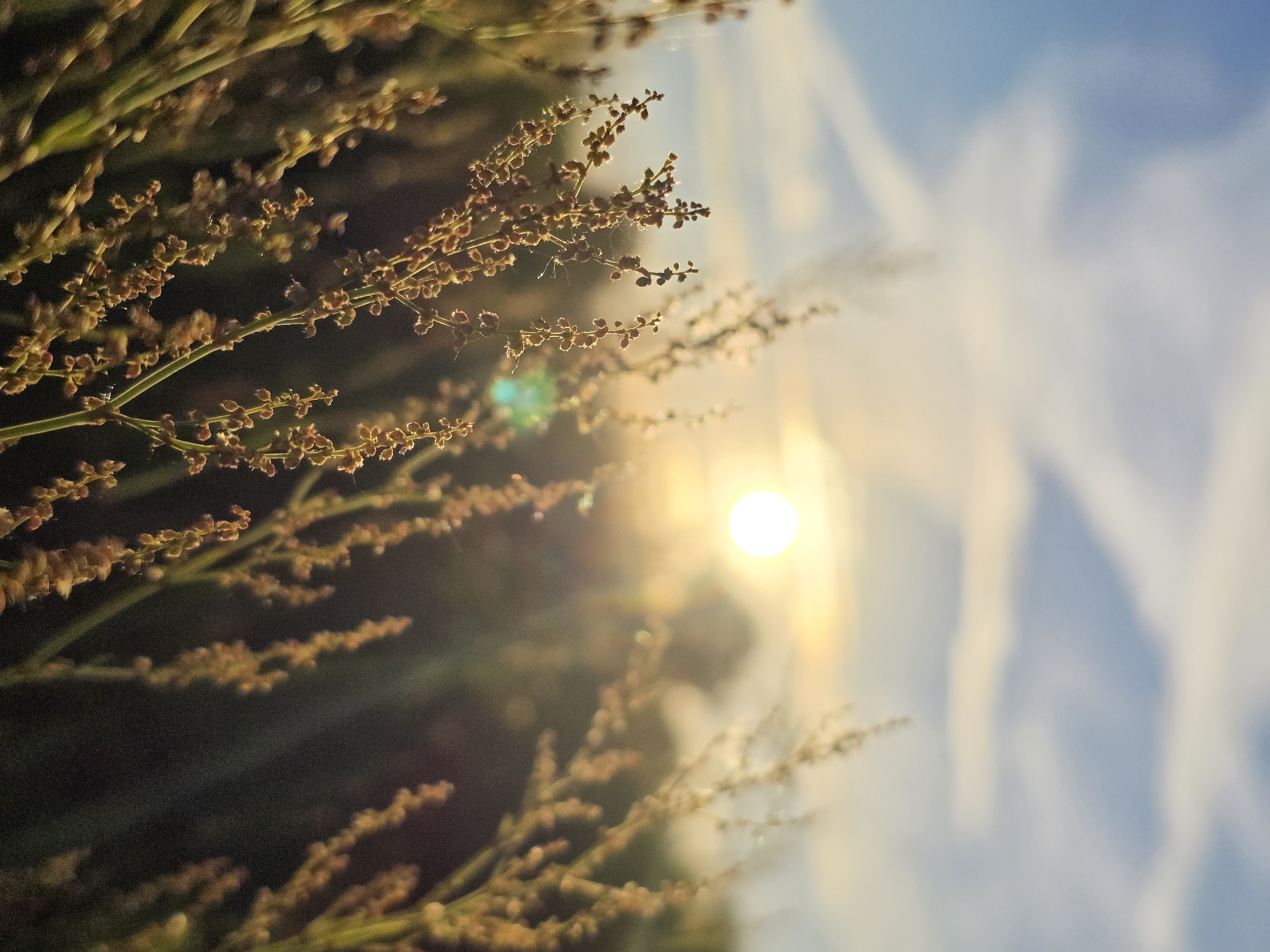 This image captures a close-up view of a plant's seed heads against a blurred background. The plant, with its numerous small, clustered seeds, is positioned on the left side of the frame, its stems and seed-bearing branches extending diagonally upwards. The seeds themselves appear to be a light brown or tan color, with some glinting in the light.
The background is dominated by a bright, out-of-focus sun, casting a warm glow across the scene. Lens flare is evident, with several circular and diffused light artifacts appearing around the sun. The sky above is a gradient of blues and yellows, suggesting either sunrise or sunset. Wispy, blurred cloud formations are also visible in the sky. The overall effect is one of natural beauty and a serene atmosphere, likely captured outdoors in natural light.
The image appears to be an artistic composition, focusing on the delicate details of the plant and the interplay of light and color in the sky. There are no visible people or text within the image. The time of day is clearly indicated by the presence and position of the sun, suggesting it was taken during the golden hour. The setting is natural, possibly a field or garden, given the presence of the plant and the open sky. The emotion conveyed is one of peace and tranquility.