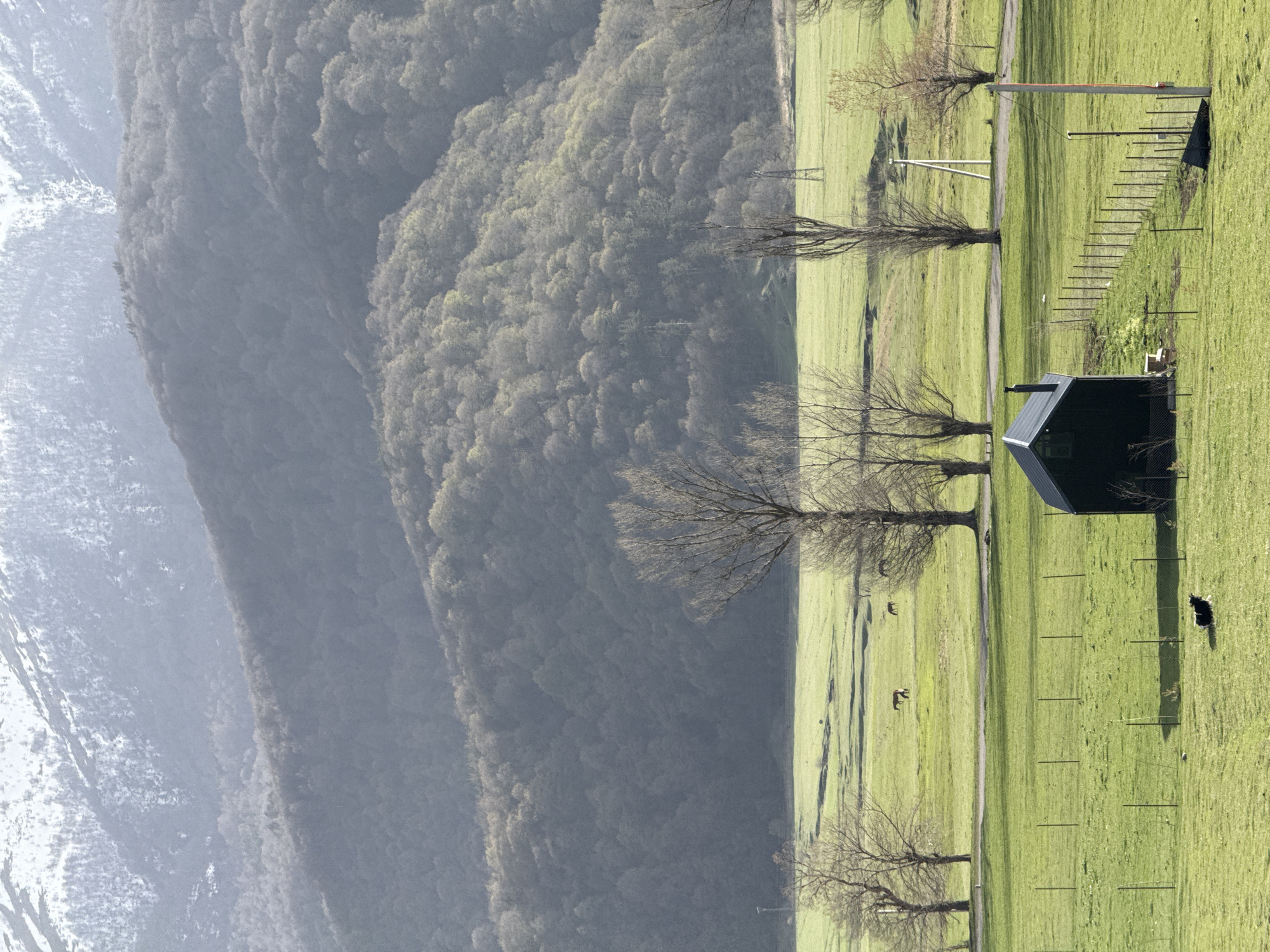 The image depicts a landscape in Margahovit, Armenia. A green field occupies the foreground, traversed by a dirt road. Several bare trees line the road. A small, dark-colored structure, possibly a shed, sits near the right edge of the frame, casting a shadow. A black and white dog stands near the structure. Fence posts are visible across the grass, suggesting a fenced in area. Deer are visible, near the road. In the background, a mountain range with forested slopes rises, with snow visible near the top of the left peak. The light suggests it may be late afternoon.