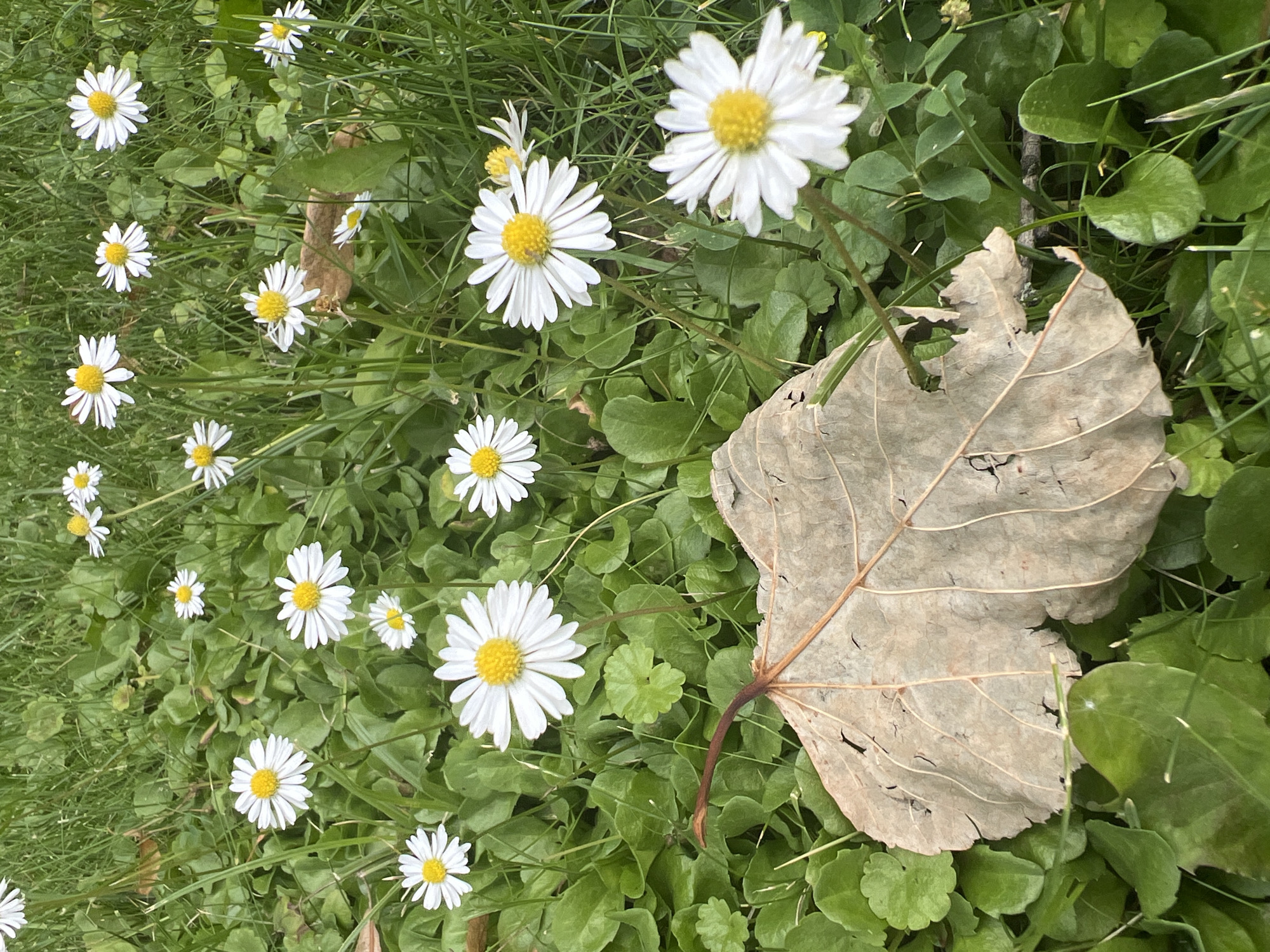 The image displays a close-up view of a patch of ground covered in green grass and small, white daisies with yellow centers. A large, dried, brown leaf lies in the foreground, angled diagonally across the frame, covering a portion of the daisies and foliage. Several daisies are visible throughout the scene, some in focus and others slightly blurred, with their white petals radiating from their yellow centers. The grass and other green leaves provide a natural, outdoor setting. The image appears to be taken from a slightly elevated perspective, looking down at the ground. The lighting suggests it is daytime.