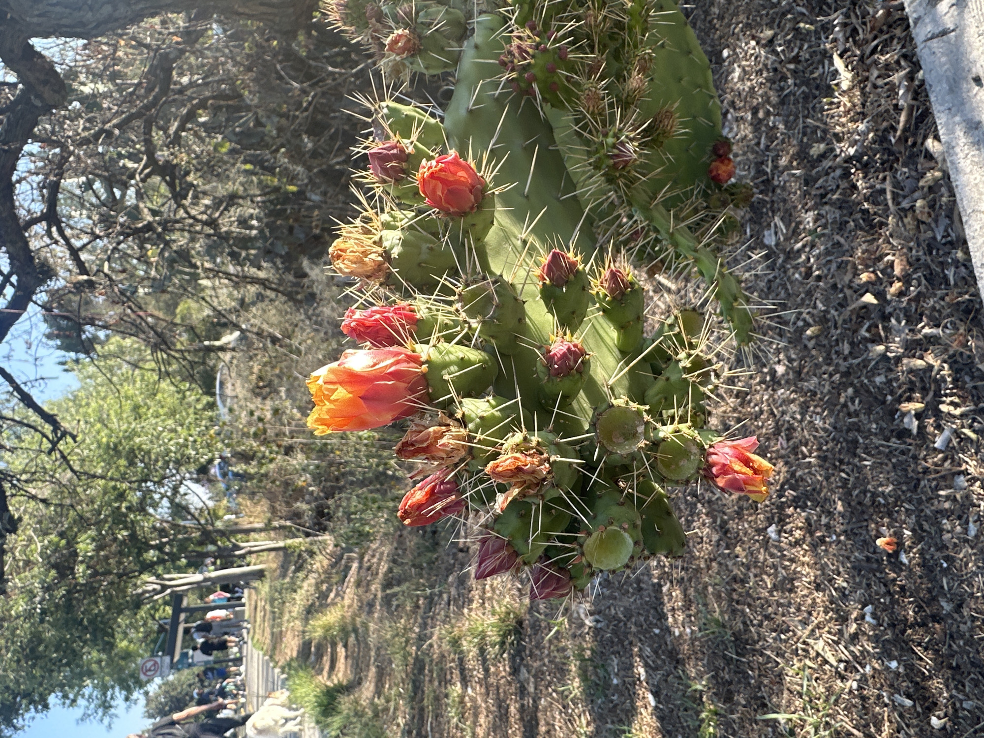 The image shows a prickly pear cactus in bloom. The cactus has several orange and red flowers. It is located on a hill. In the background there is a sidewalk where people are walking. The scene is in Mexico City, Mexico.