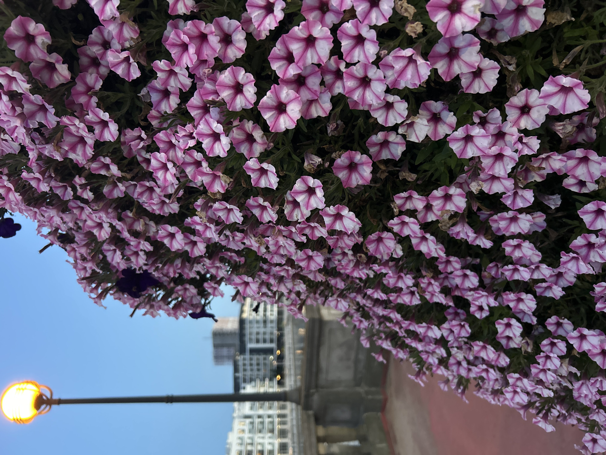 The image shows a dense cluster of pink and white petunia flowers, filling the majority of the frame. The flowers are arranged in a cascading manner, suggesting they are part of a hanging basket or planter. In the background, a street lamp with a warm orange glow is visible against a clear blue sky. Further in the distance, there are several modern buildings with white facades, possibly apartment complexes, situated across a body of water. A railing or balustrade runs along the edge of what appears to be a waterfront promenade or bridge. The overall scene suggests an outdoor urban setting during the evening or early morning twilight.