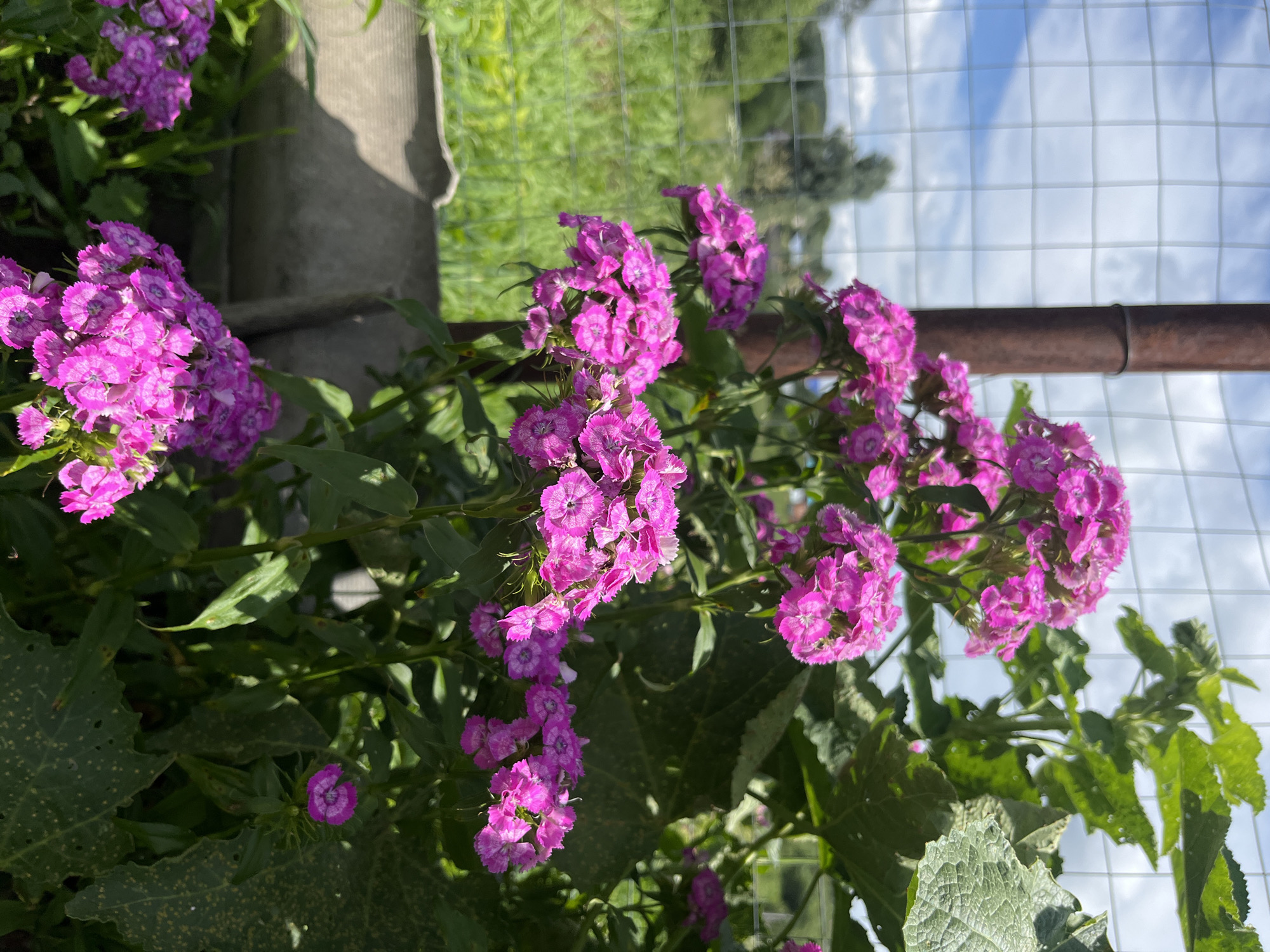 The image shows a close-up of bright pink flowers, likely sweet william, growing in a garden. The flowers are clustered in dense heads, with individual petals fringed and slightly serrated. The leaves are green and lance-shaped. In the background, a weathered metal fence with a square mesh pattern runs horizontally across the frame, separating the garden from a grassy area and some distant trees. A rusty metal post, part of the fence, is visible to the left of the flowers. The sky above is a bright blue with scattered white clouds. The overall setting appears to be a residential backyard in a rural or suburban area. The presence of the fence, the garden, and the natural landscape suggests an outdoor scene in the city of Uralskoye, Russia. There are no people or animals visible in the image, and no specific actions are taking place other than the natural growth of the plants.