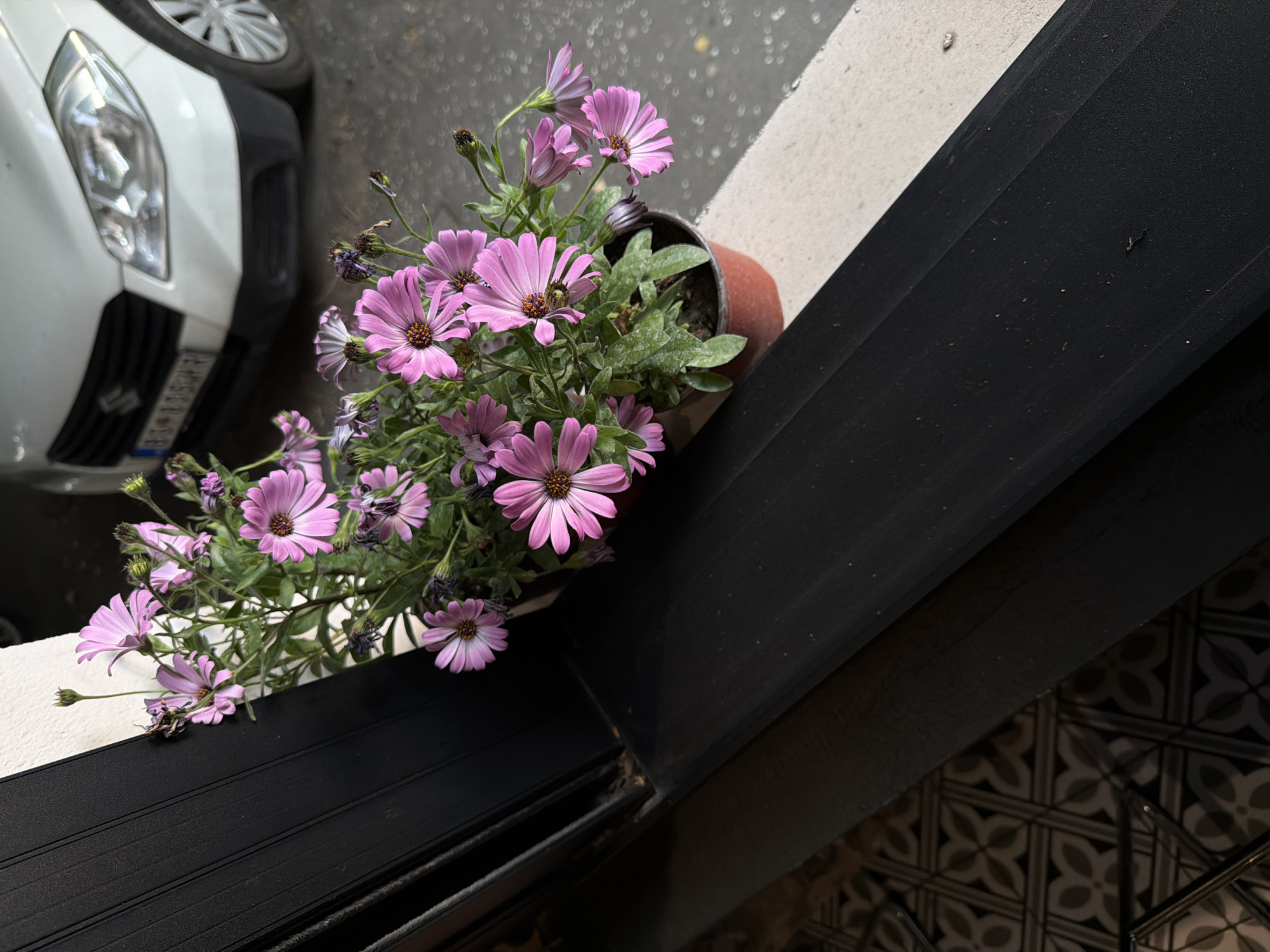 The image shows a pot of purple daisy-like flowers on a black and white ledge. A portion of a white car is visible in the background to the left. The ledge is positioned at the corner of a building, with patterned tiles visible on the floor or wall. The location is Belgrade, Serbia.