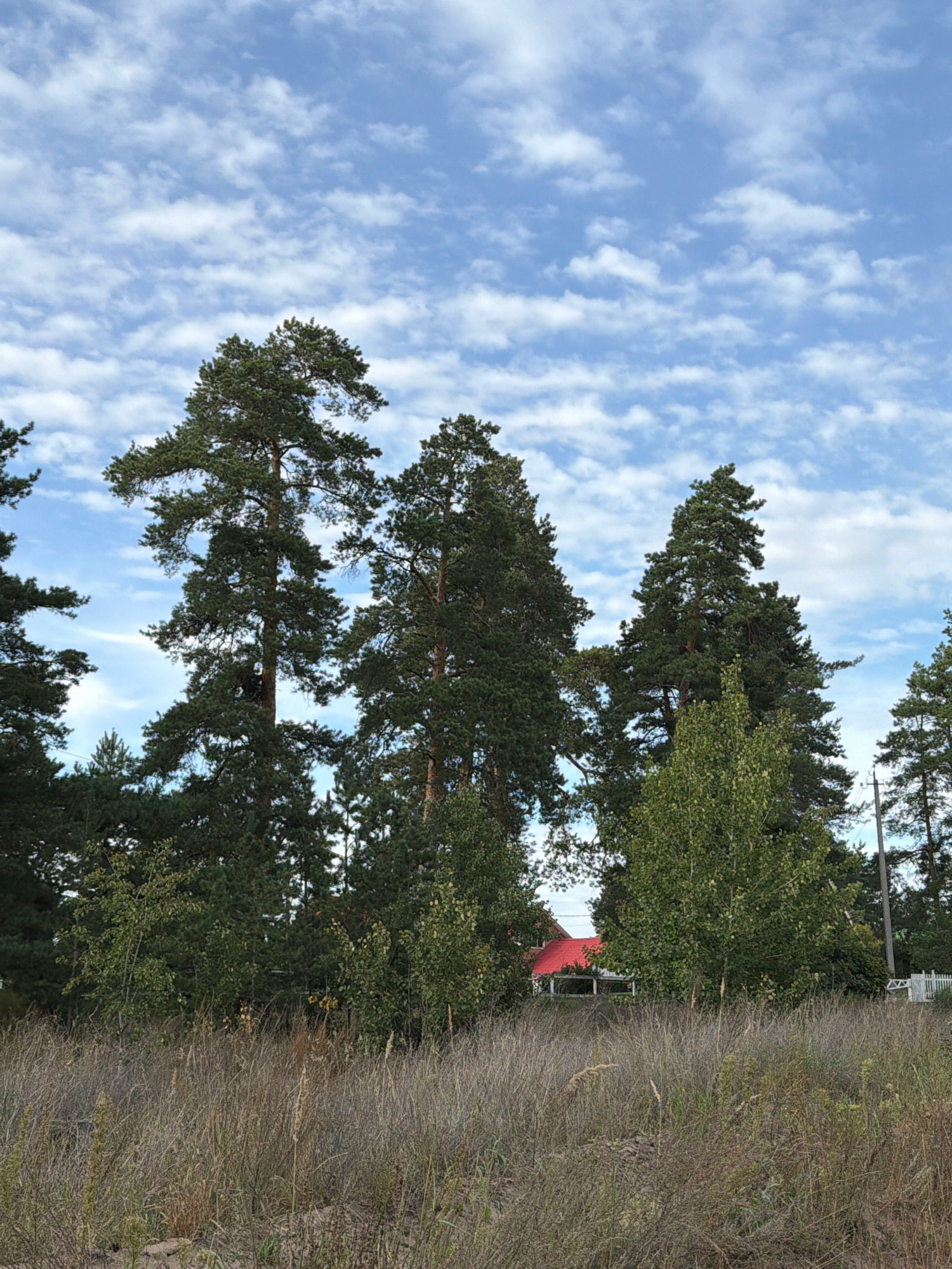 The image shows a view of a wooded area with tall pine trees against a blue sky with scattered white clouds. In the foreground, dry grass and vegetation are visible. Partially obscured by trees in the middle ground, a red-roofed building, possibly a house, is visible. To the right, a white picket fence and another building are also present. The scene appears to be an outdoor natural setting with some man-made structures. The location is identified as Узюково, Russia.