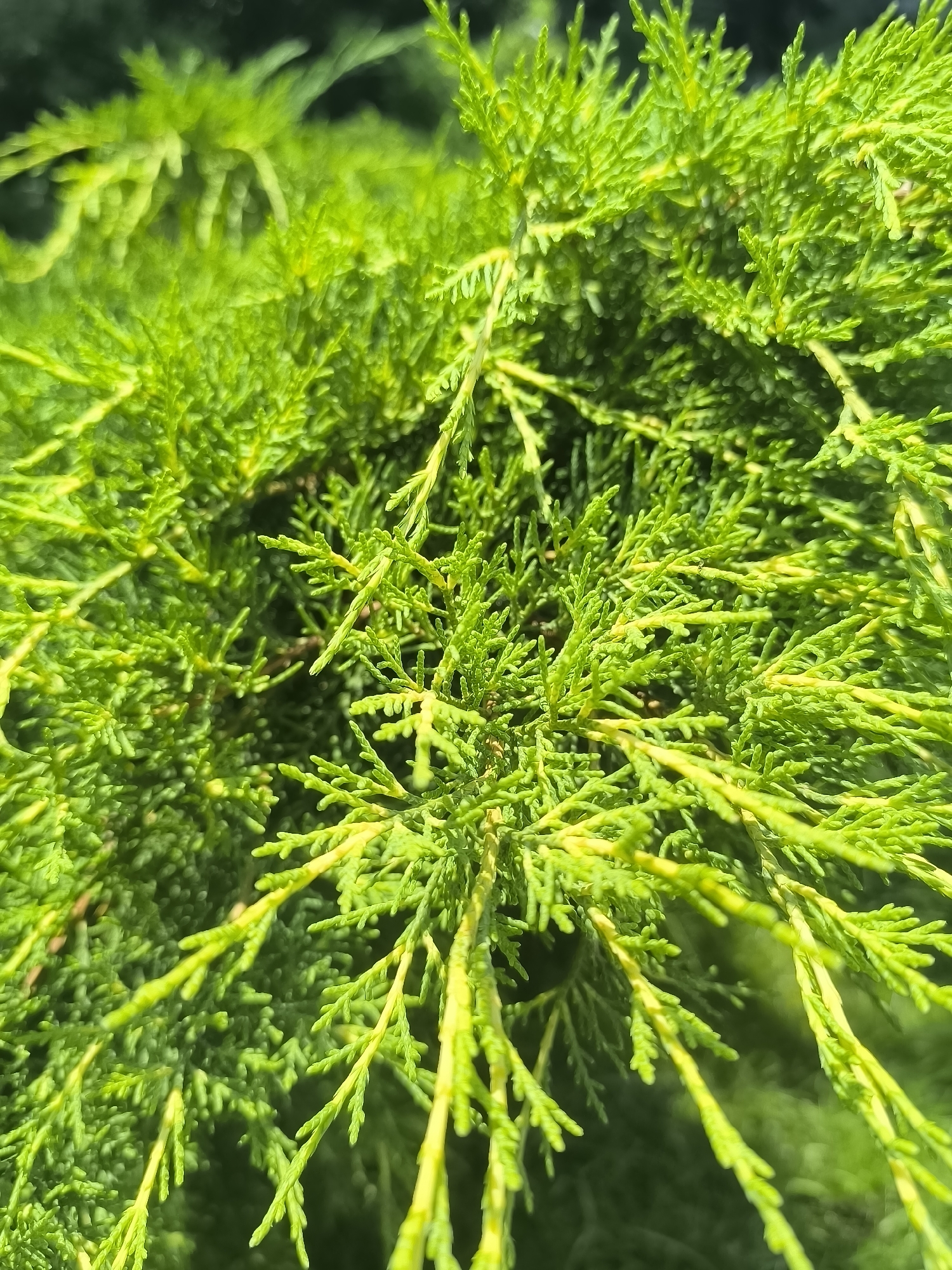 The image shows a close-up view of vibrant green foliage, likely from a coniferous tree such as a juniper or cypress. The branches are covered in dense, scale-like leaves that create a feathery texture. The lighting suggests it is daytime, with sunlight filtering through the leaves, creating highlights and shadows, and giving some parts of the foliage a yellowish-green hue. The background is blurred and dark, indicating a shallow depth of field, which keeps the focus sharply on the foreground foliage. There are no people, structures, or recognizable landmarks visible in the image, making it impossible to determine a specific location within the city of Dnipro, Ukraine. The scene is natural and appears to be outdoors.