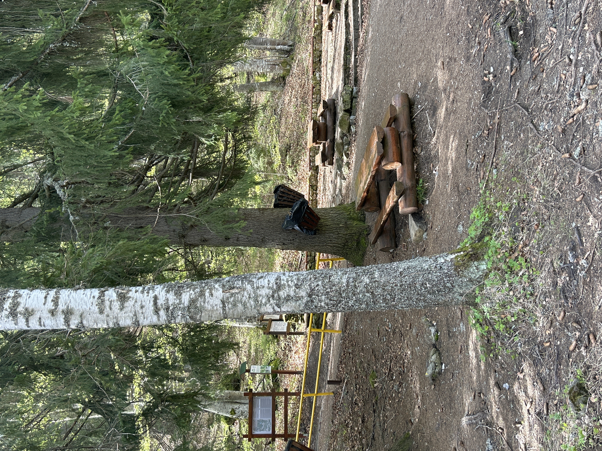 A landscape view shows a grassy, wooded area, with two trunks of a birch tree on the left and another tree on the right. A black backpack is attached to the middle tree. A yellow railing is situated behind the trees, with informational signs also visible. Stacked wooden benches and logs are placed on the far right of the scene. The location is Unknown, Unknown.