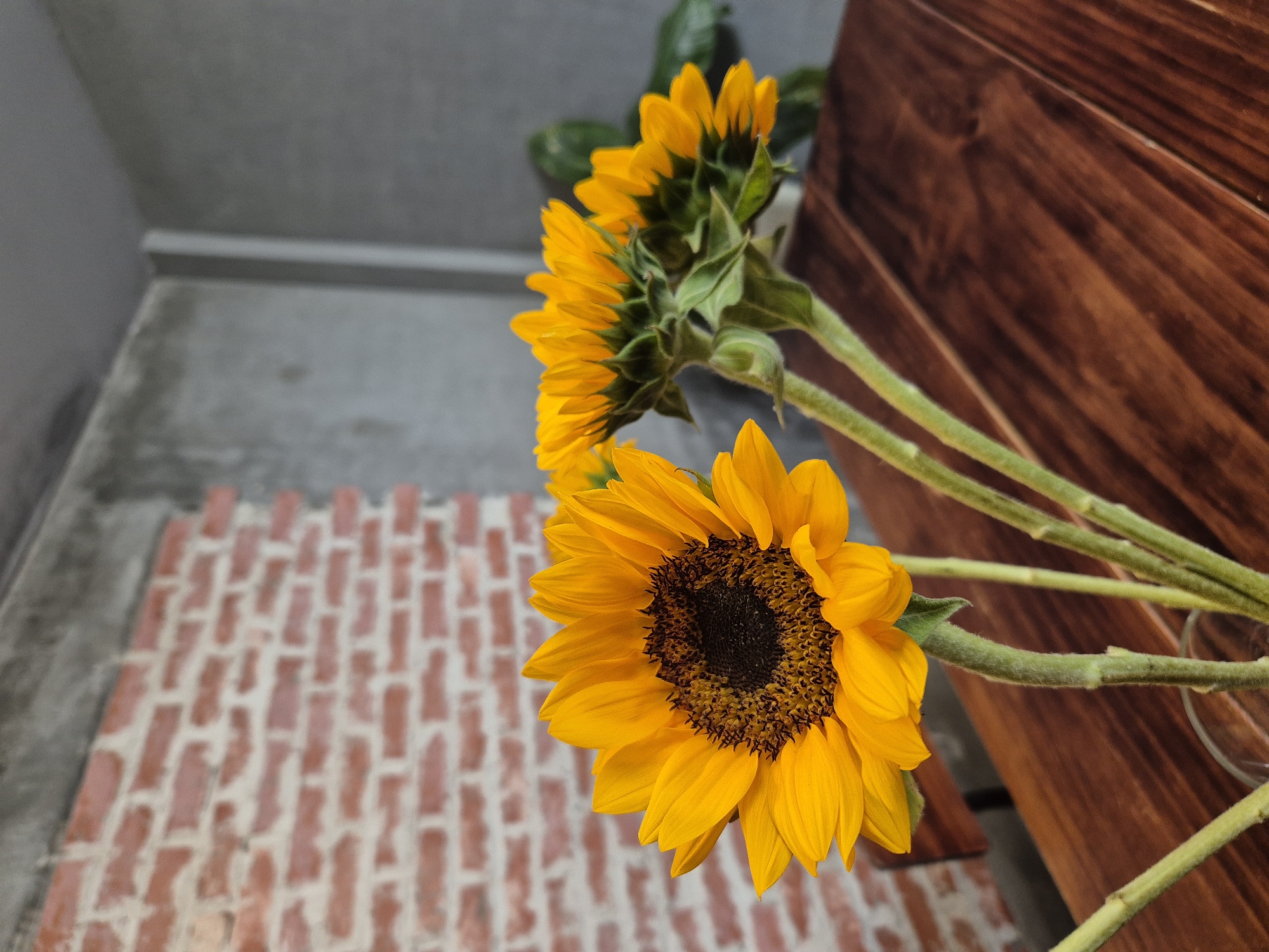 The image shows a close-up of three sunflowers arranged in a vase on a wooden table. The sunflowers are bright yellow with dark centers. In the background, there is a brick wall and a gray concrete wall, suggesting an interior setting. The overall lighting is soft and natural. There is no indication of the location being in Đà Nẵng, Vietnam.