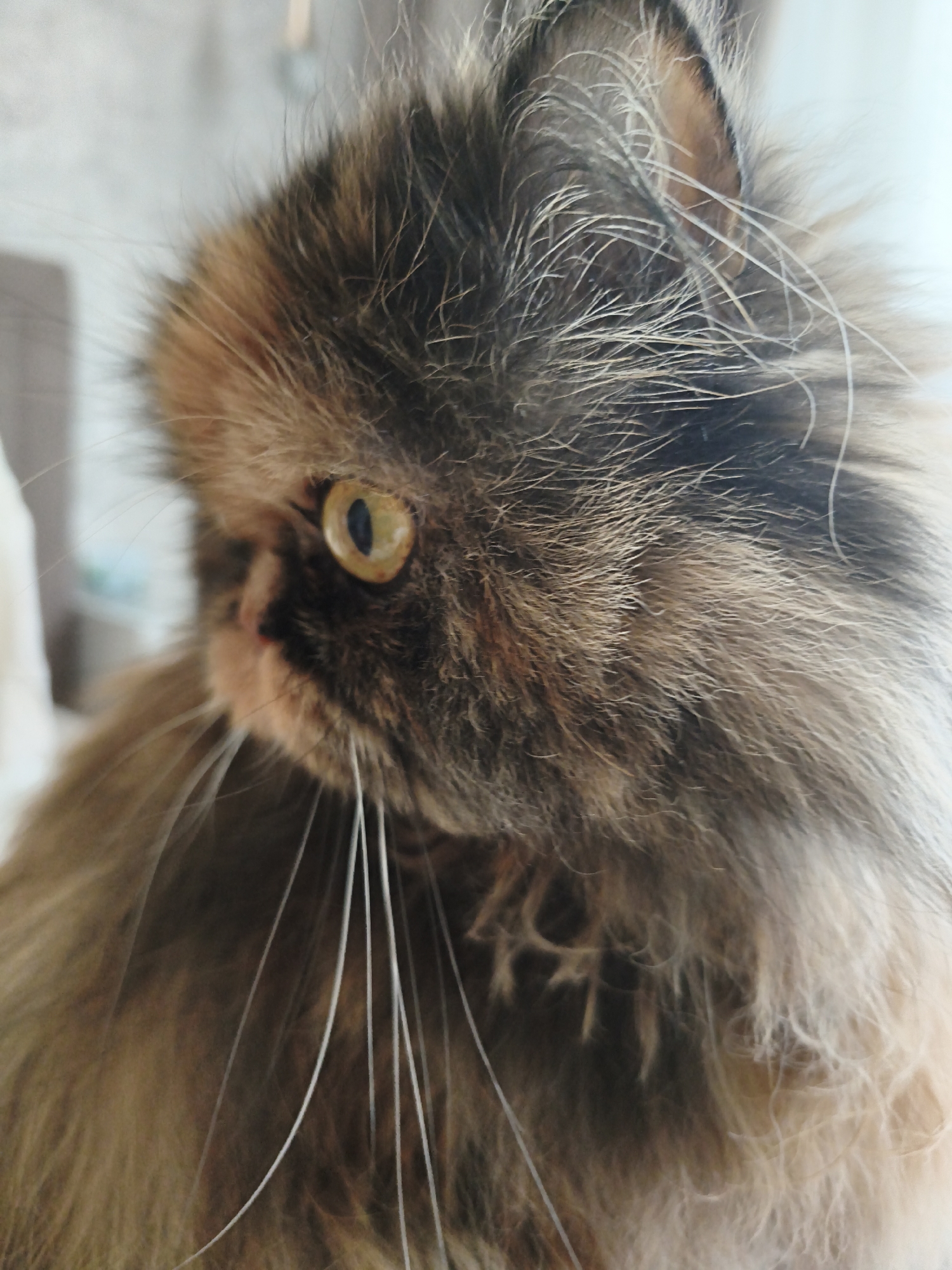 A close-up, profile shot shows a long-haired cat with golden eyes looking to the left. The cat's fur is a mix of brown, tan, and white. Its whiskers are long and white. The background is blurred and appears to be indoors, with a light-colored wall and possibly a window.