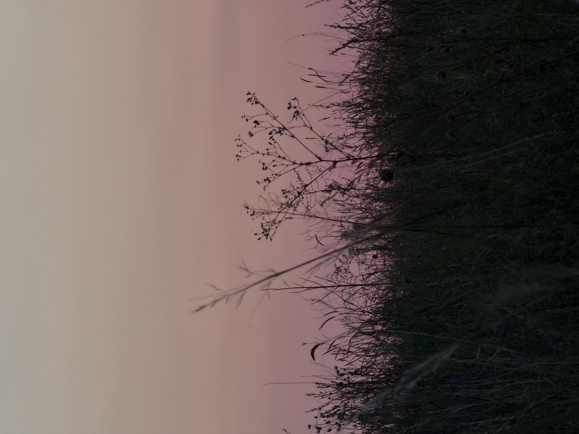 The image depicts a silhouetted field of tall grass and dried plants against a pale pinkish-purple sky, suggestive of twilight or dawn. Several thin, bare branches with remnants of small seed pods are visible, emerging from the denser vegetation. The foreground is dominated by the dark, indistinct forms of the grass and plant life. The scene is located in Kamyshin, Russia. No people are present in the image. The environment appears natural and undeveloped, possibly a field or meadow.