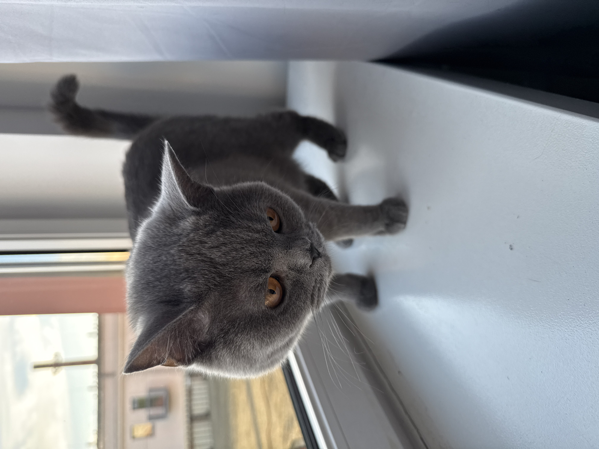 A British Shorthair cat with grey fur and orange eyes stands on a white windowsill. The cat is looking down towards the viewer with its head slightly tilted. In the background, through a window, a building with a pink facade and balconies is visible, along with a grey sky with some clouds. The scene appears to be an indoor setting with natural light coming from the window. There are no people or other animals in the image. The overall impression is that of a domestic cat captured in a candid moment. The scene is not located in Zielona Góra, Poland.