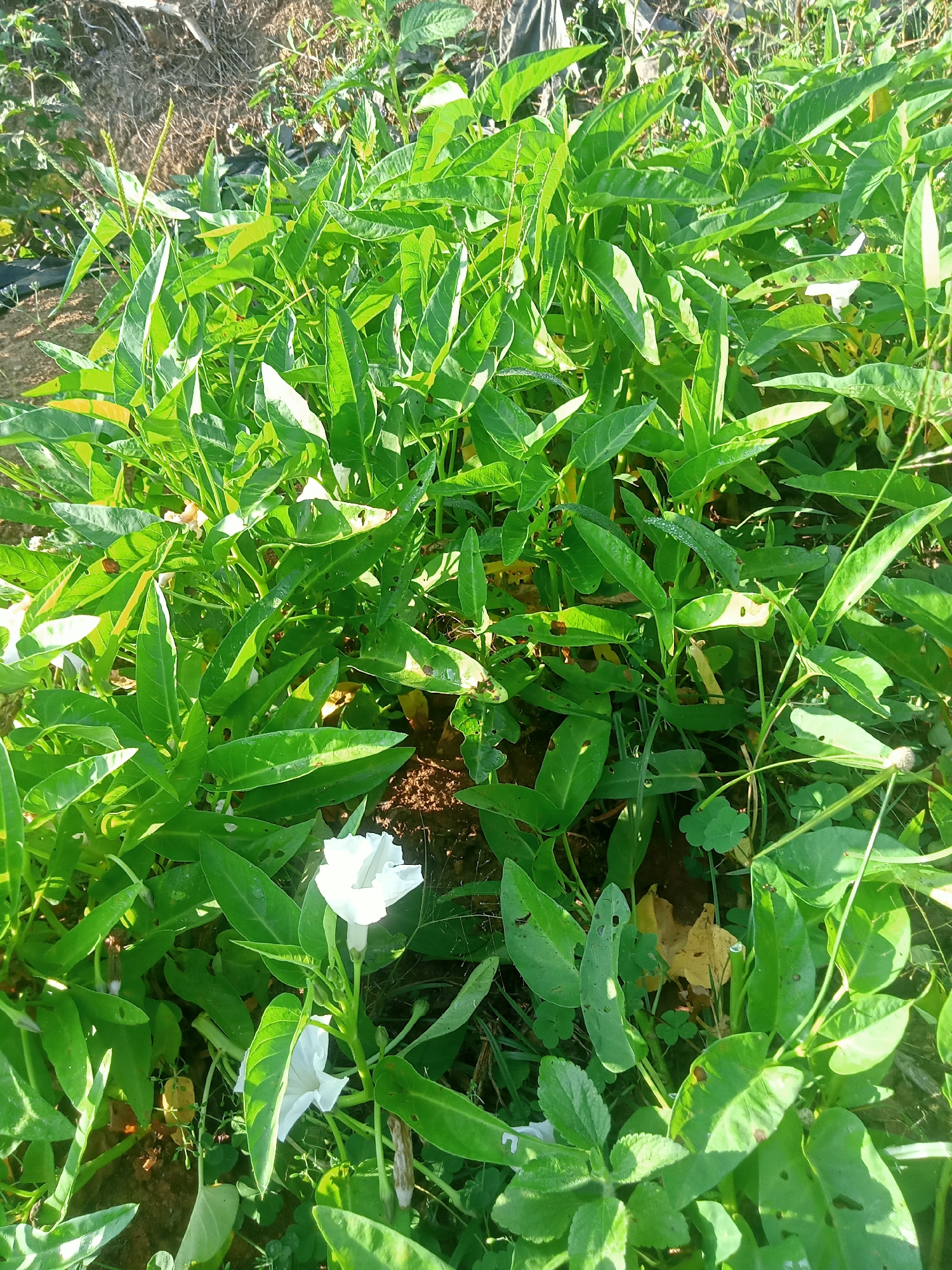 In Tanggaran, Indonesia, a close-up, eye-level shot captures a dense patch of water spinach (Ipomoea aquatica) growing in dark soil. The vibrant green, heart-shaped leaves of the water spinach are the dominant feature, interspersed with two delicate white flowers, one fully open and the other partially bloomed. The foliage appears healthy, with some leaves showing minor imperfections like small holes and brown spots. The ground is partially visible, revealing earthy brown soil and scattered dry leaves. The lighting suggests it is daytime, with sunlight creating highlights and shadows on the leaves. The overall impression is of a flourishing vegetable patch in a rural or agricultural setting.