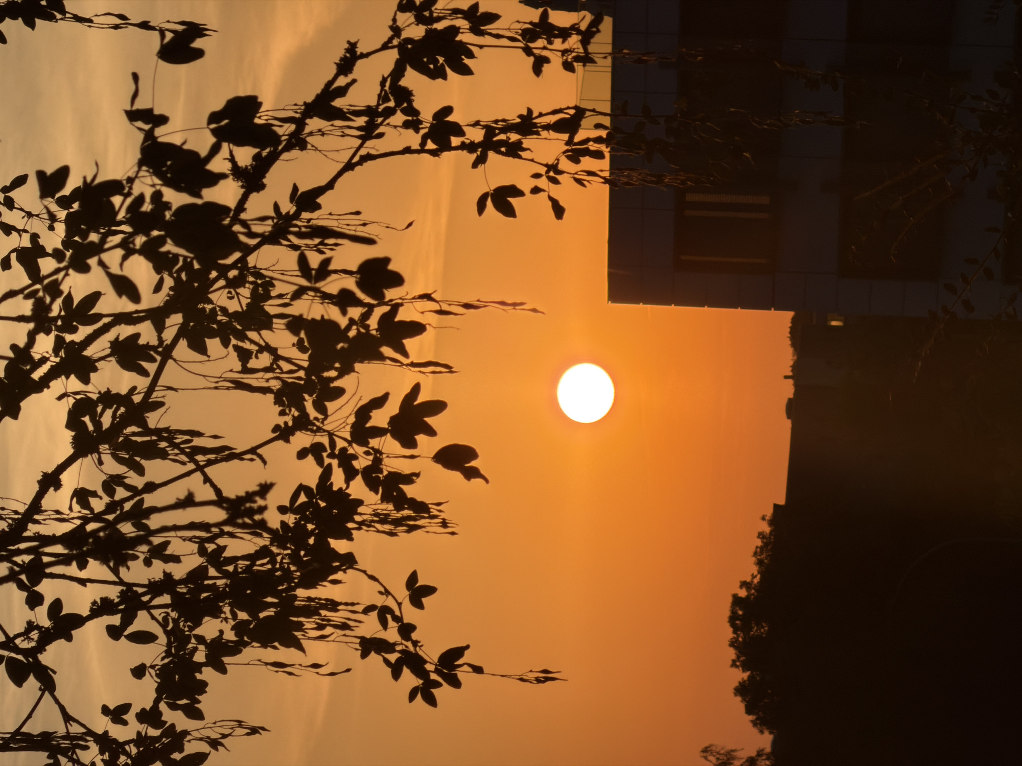 A silhouette of tree branches with leaves and seed pods hangs in the foreground against a vibrant orange sunset sky. The sun, a bright white orb, is visible slightly to the left of the center. In the middle ground, the dark silhouette of a tree line with some buildings is visible. To the right, the dark silhouette of a modern building with windows is partially illuminated by the sunset. The scene is located in Leudelange, Luxembourg.