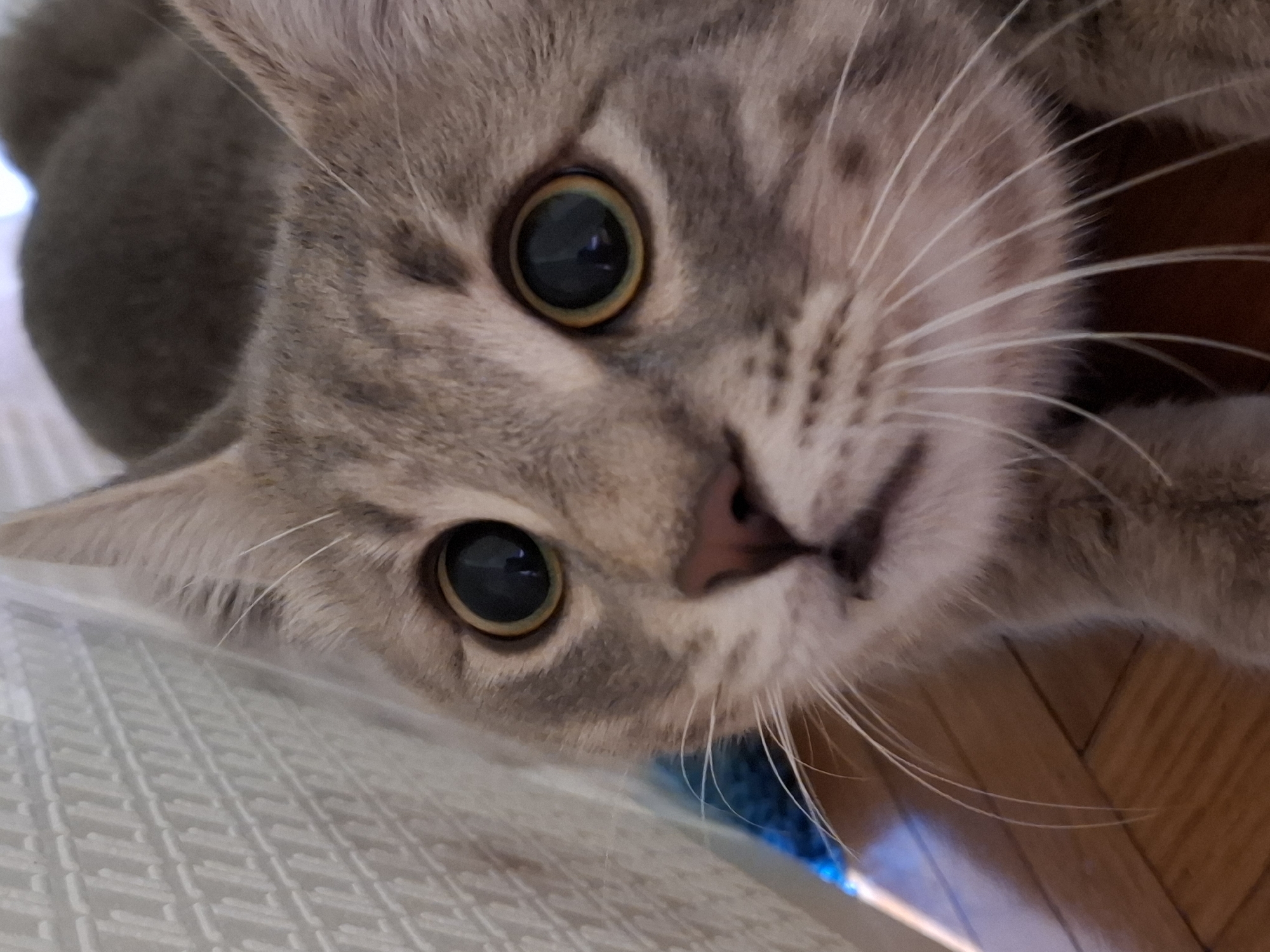 A close-up shot of a gray tabby cat's face. The cat is indoors, possibly in a home in Novi Sad, Serbia. The cat is looking directly at the camera with wide, dark eyes. Its whiskers are white and prominent. The background is slightly blurred but includes a textured surface and wooden flooring. The perspective is from below, looking up at the cat.