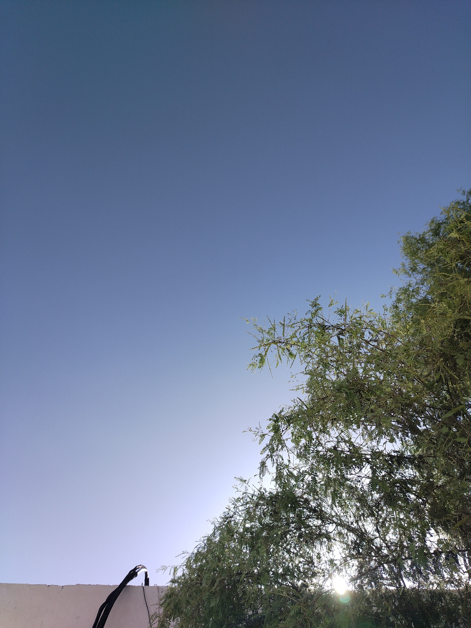 The image depicts a tree with fine, green foliage, occupying the lower-right portion of the frame. The background consists of a clear, gradient blue sky, lighter towards the bottom. At the lower-left, a white wall is visible with a black cable running along it. The sun is partially obscured by the tree, creating a bright flare. The photo likely originates from Al Mas'oudi, United Arab Emirates, as requested. No people or subjects are visible.
