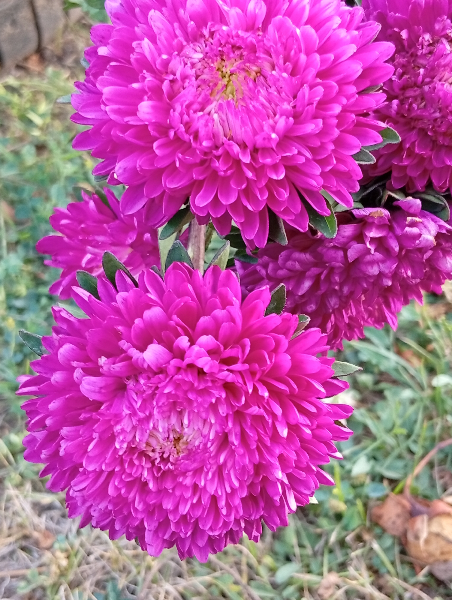 A close-up shot captures a cluster of vibrant magenta aster flowers in bloom, set against a softly blurred background of green foliage and dry leaves. The flowers, with their intricate, densely packed petals, are the primary focus, displaying a range of tones from bright fuchsia to deeper magenta. The foreground features two prominent aster blooms, one larger and more fully open, the other slightly smaller and partially obscured. Smaller aster blooms are visible further back, adding depth to the floral arrangement. The lighting highlights the texture and delicate structure of the petals, creating a sense of natural beauty.