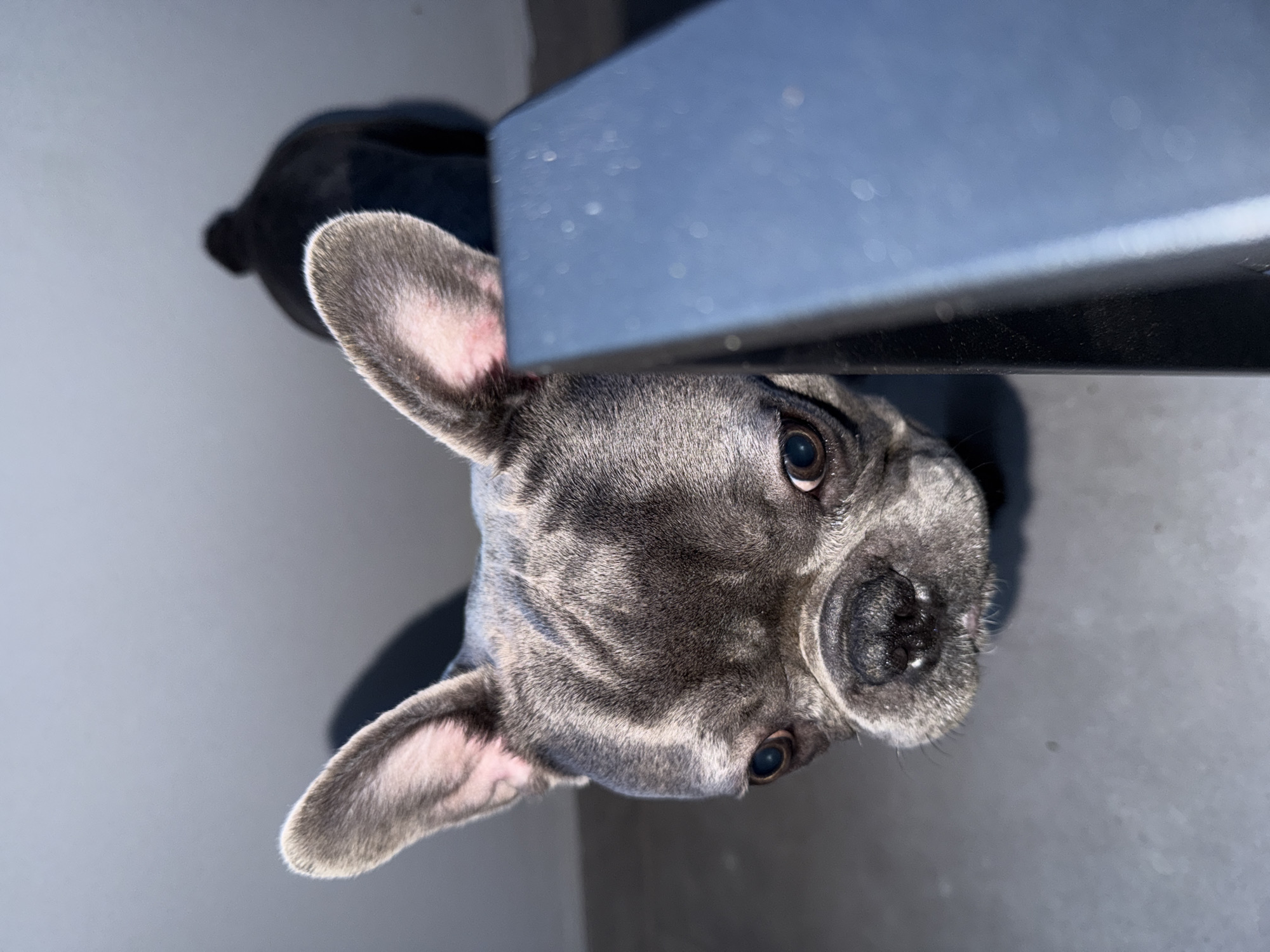 A close-up, low-angle shot captures a French bulldog's face, with its ears prominently displayed. The dog's fur is a mottled grey, and its eyes are dark and wide, looking directly at the camera. A dark blue object partially obscures the right side of the dog's face. In the background, a blurry silhouette of another dog is visible, also facing away from the camera. The scene is set against a plain, light grey wall. The image was taken in Ruse, Bulgaria.