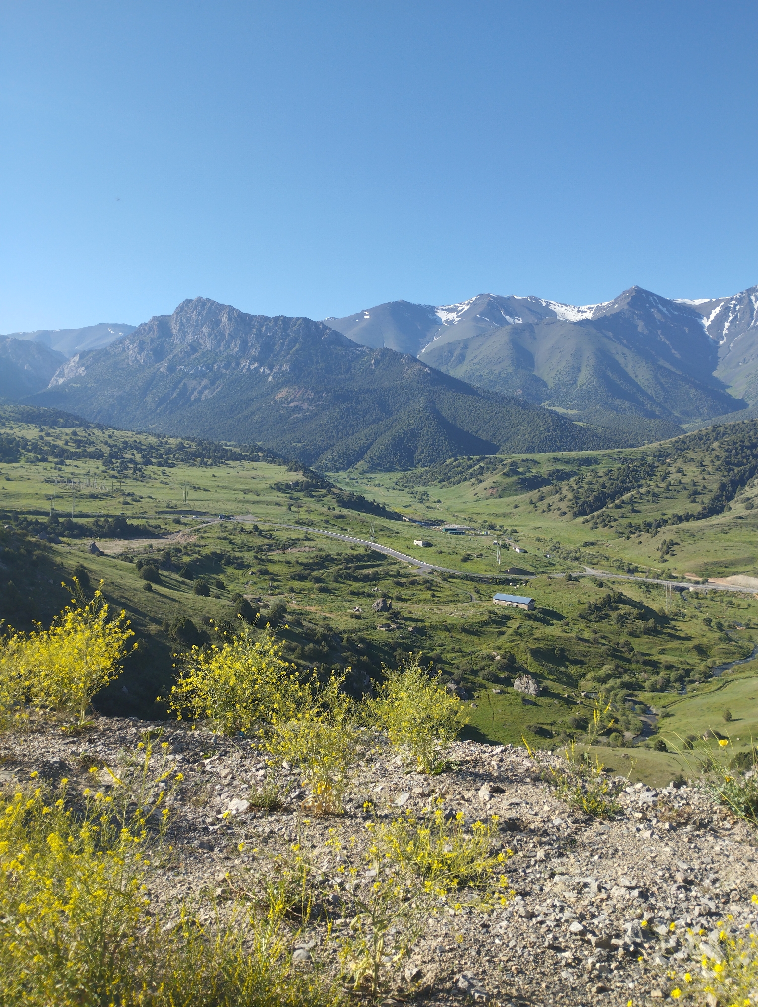 A bright, sunny, panoramic view of a mountainous valley in Dardar, Uzbekistan, shows a lush green landscape dotted with trees and a winding road. The foreground is dominated by a rocky, uneven terrain covered with blooming yellow wildflowers. In the middle ground, the road meanders through the valley, with a few buildings visible along its route. The background features rolling green hills that rise to meet imposing, rugged mountains, some of which are capped with snow. The sky above is a clear, vibrant blue, suggesting pleasant weather. The scene depicts a natural, rural environment.