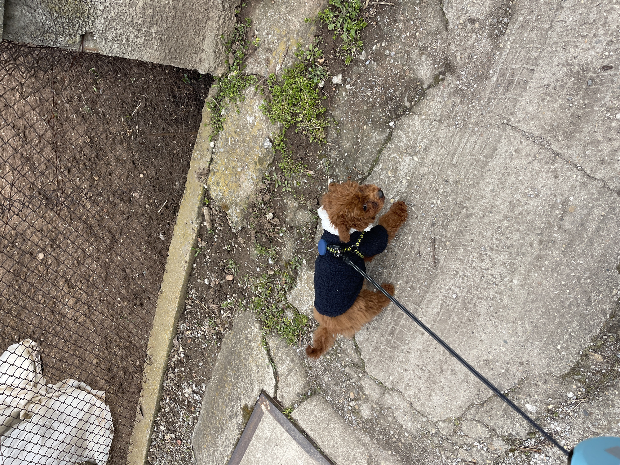 A small, brown dog wearing a navy blue and white sweater stands on a cracked, gray concrete surface. A black leash is attached to its harness. To the left of the dog is a section of dirt enclosed by a concrete barrier and a wire mesh fence. There are patches of green vegetation growing near the concrete. The location appears to be an outdoor, urban environment in Sofia, Bulgaria.