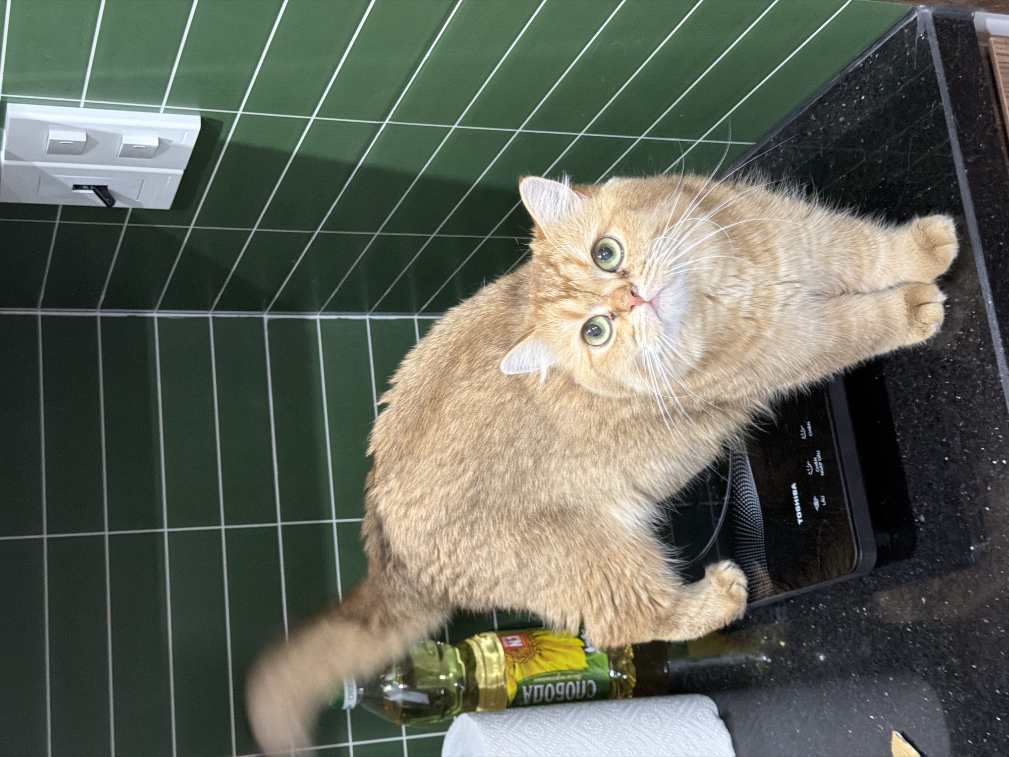 A golden-colored cat with green eyes is standing on a black countertop. The cat is partially covering an induction cooktop with Toshiba branding, which is next to a bottle of cooking oil and a roll of paper towels. The background shows green tiled walls with white grout lines. A white electrical outlet is visible on the wall. The location is undetermined.