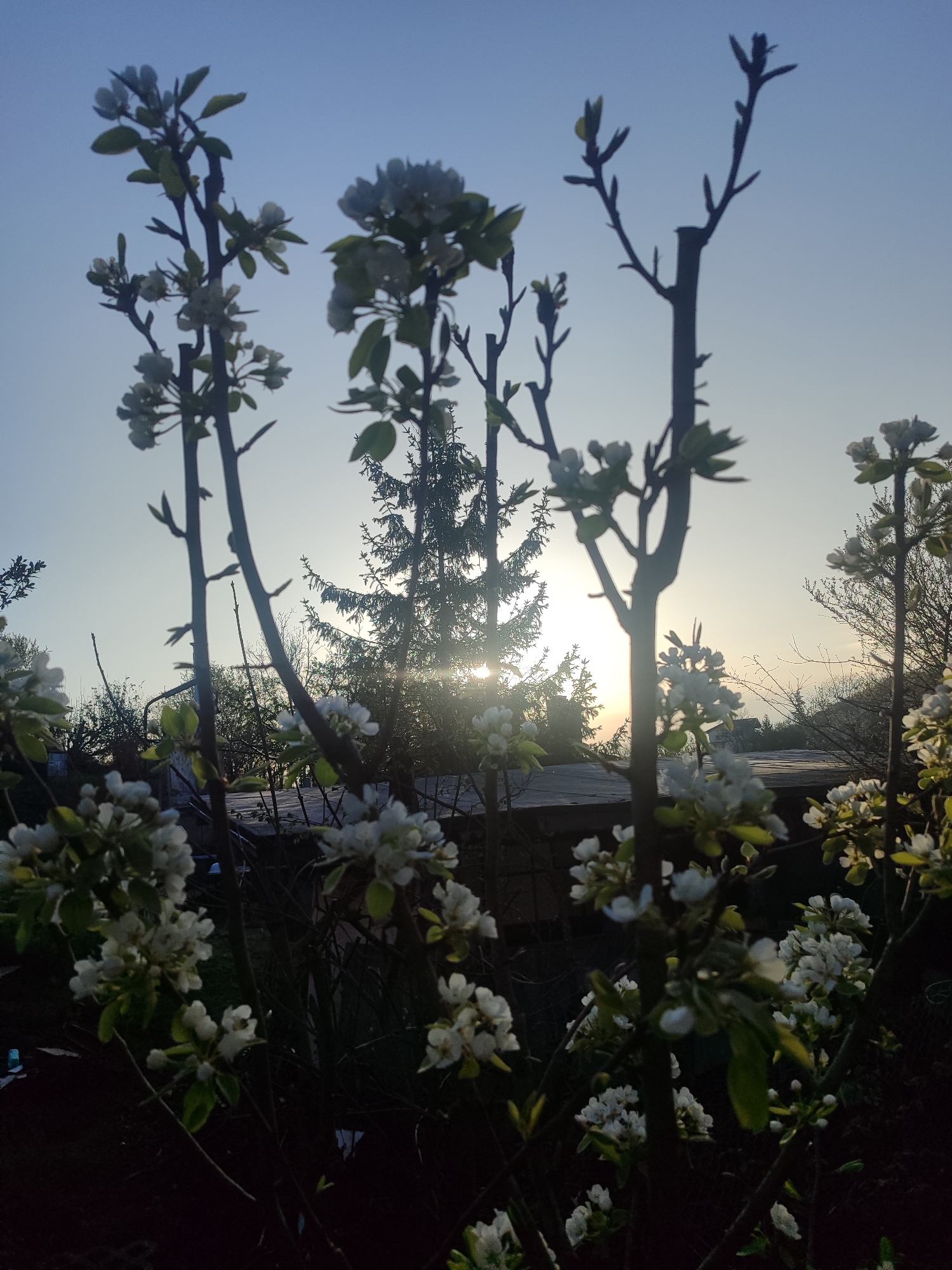 This vertical photograph captures a tranquil outdoor scene at either sunrise or sunset in Varshilo, Bulgaria. The foreground is dominated by the silhouetted branches of multiple blooming trees or shrubs. These plants are covered with clusters of small white flowers and some tender green leaves, appearing slightly blurred in a shallow depth of field.
In the midground, the low-lying sun is prominently featured as a bright, radiant source of light, partially obscured by the dark, dense foliage of a large evergreen tree, likely a fir or spruce. The sun's rays create a noticeable starburst effect as they pierce through the tree's branches. Other deciduous trees and shrubs, mostly bare, are visible in silhouette further into the background, hinting at a wider natural landscape. A faint outline of what appears to be a small structure or shed can also be discerned behind the blooming trees.
The sky in the background is clear and cloudless, displaying a gradient of colors characteristic of dawn or dusk. It transitions from a bright, pale yellow-orange hue directly around the sun and horizon, gradually deepening into a clear, serene blue towards the top of the frame. The strong backlighting effect casts much of the flora and background elements into shadow, emphasizing their silhouettes against the luminous sky. The image evokes a sense of peace and natural beauty, characteristic of a spring morning or evening. No text is visible within the image.