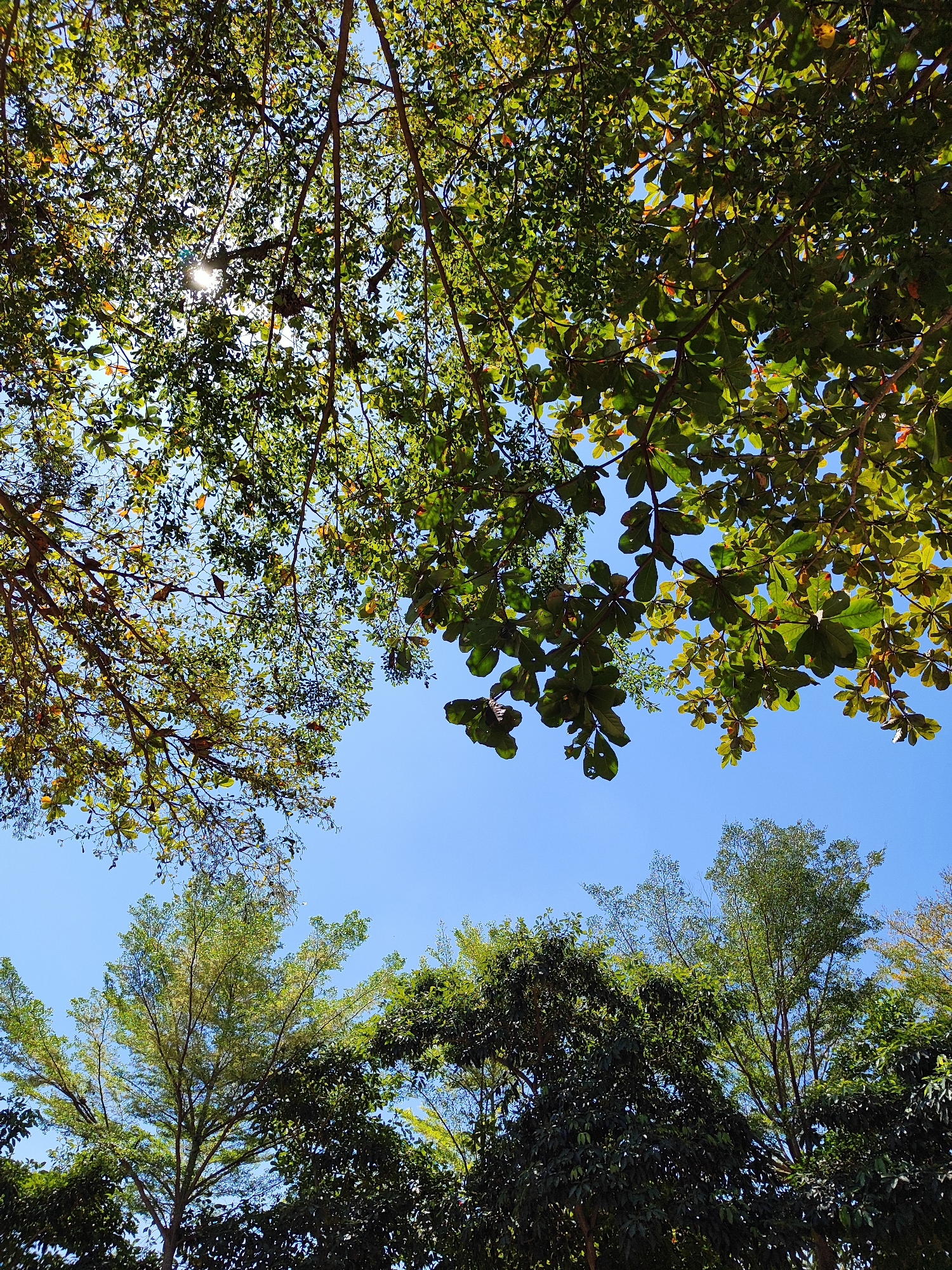 This image depicts a view looking upwards through the canopy of trees towards a clear blue sky. The foreground is dominated by the dense foliage of several trees, with large, green leaves and visible branches. Sunlight filters through the leaves in some areas, creating dappled light effects and illuminating the sky. The leaves appear to be from a tropical or sub-tropical tree species. In the distance, silhouetted against the sky, are the tops of other trees, some with lighter green, more delicate foliage, and others with denser, darker green leaves. The overall impression is of a lush, green environment, likely a park or a residential area with mature trees. The image was captured in Bondowoso, Indonesia, suggesting a warm, sunny climate. There are no people or animals visible in the frame.