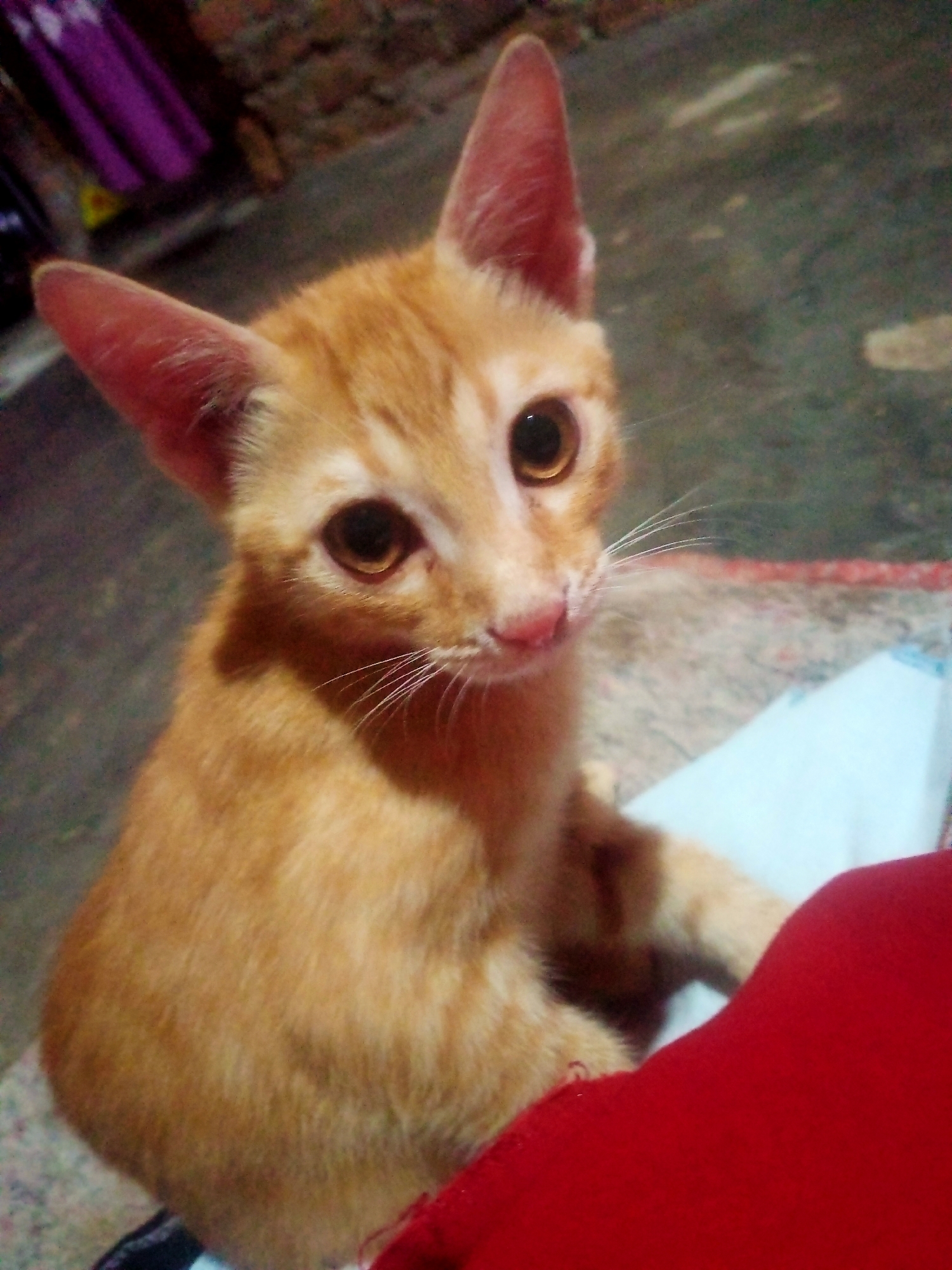 An orange tabby kitten is seated indoors, looking up at the camera. The kitten's fur is a mix of orange and lighter brown stripes. It has large, round, brown eyes and pink ears and nose. The kitten is positioned on a patterned rug, with a red fabric item and a light blue object partially visible in the foreground. The background consists of a mottled, earthy-toned surface and a blurry purple fabric item in the upper left corner. The scene is consistent with an indoor environment in Nusa Agung, Indonesia.