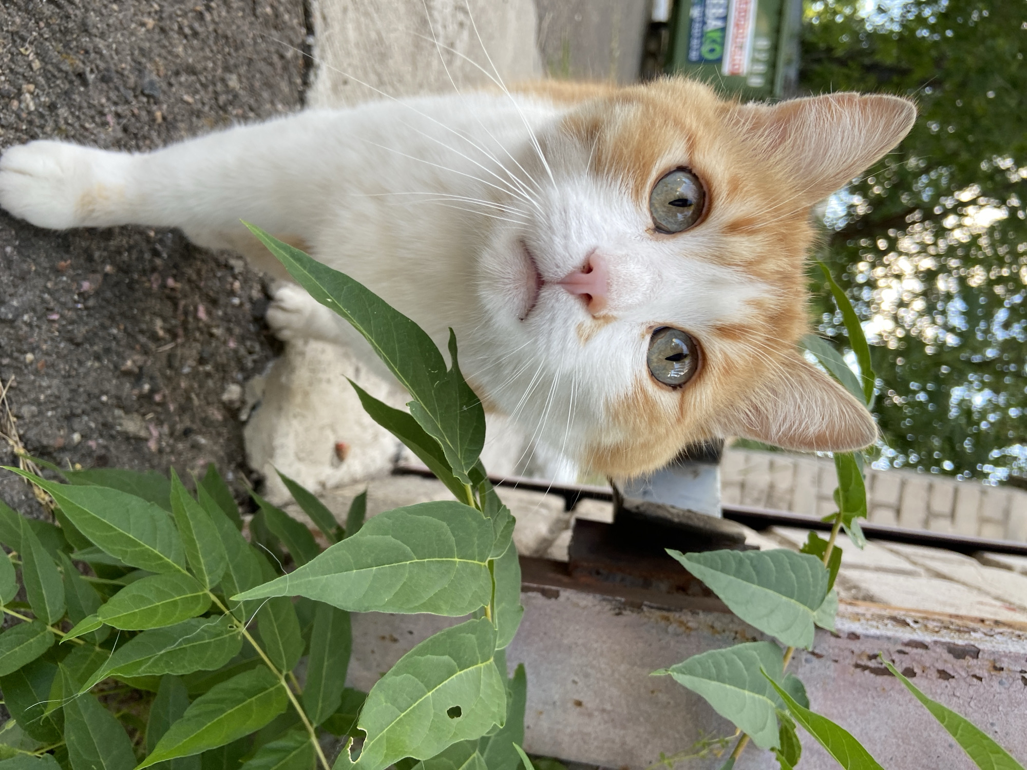 A ginger and white cat with striking green eyes is standing on a concrete surface, looking directly at the camera. Lush green leaves from a nearby plant are in the foreground, partially obscuring the cat's body. In the background, out of focus, is a brick wall and a green dumpster. The scene appears to be outdoors in an urban environment.