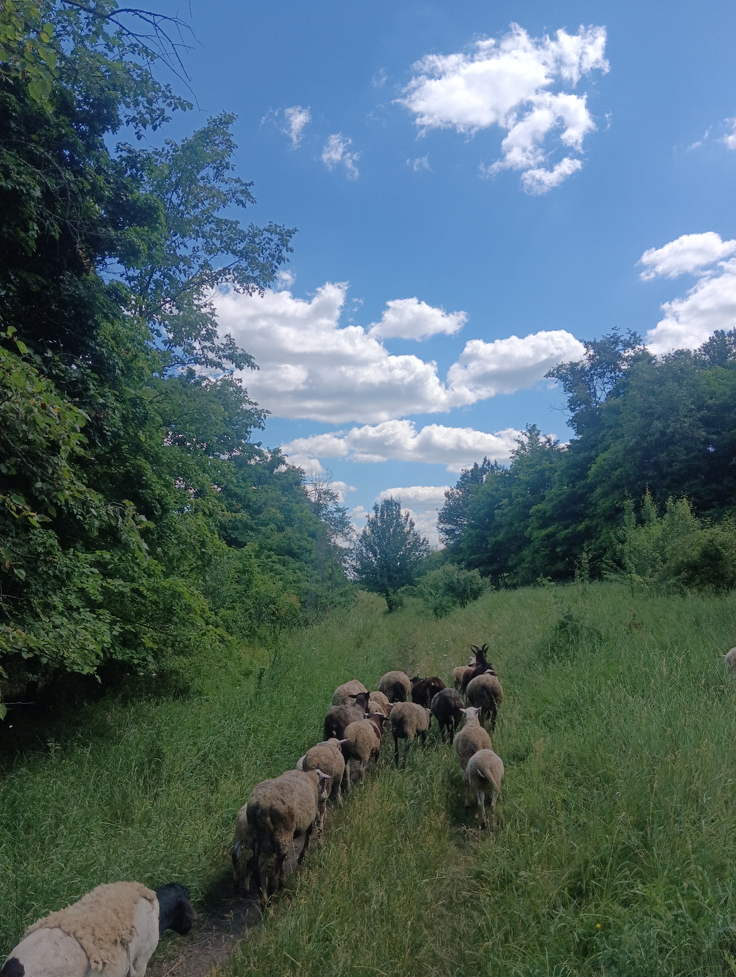 A flock of sheep, led by a dark-colored goat, walks single file along a dirt path through a grassy meadow. The sheep are mostly light brown with some darker ones mixed in. They are all facing away from the camera, moving into the distance. The meadow is lush and green, with tall grass on either side of the path. Dense trees and foliage line the sides of the meadow, creating a natural corridor. Above, a bright blue sky is dotted with fluffy white clouds. The scene appears to be a rural or natural landscape, devoid of any urban structures or identifiable city landmarks.