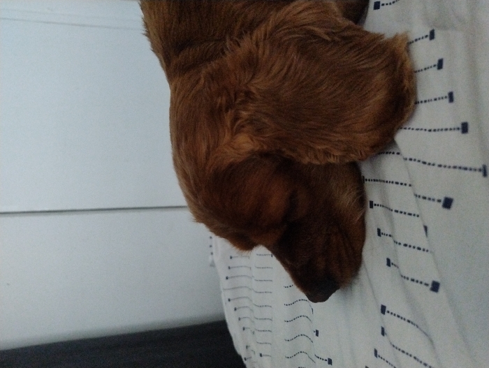 A reddish-brown dog, consistent with a cocker spaniel breed, is depicted resting on a white sheet. The dog's head is oriented to the left, with its eyes closed, indicating a state of rest or sleep. Its long, floppy ears are prominent. The sheet exhibits a repeating pattern of dark blue squares connected by dashed vertical lines. In the background, a light-colored, possibly white, vertical surface is visible, featuring a distinct vertical seam. A dark, undefined object is partially discernible on the far left edge of the frame. The scene is indoors. No specific location within Ramos Mejía, Argentina, can be determined from the visual information provided.