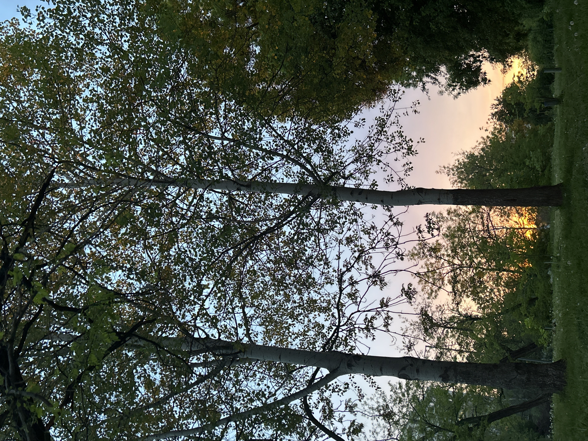 A low-angle shot depicts a tree canopy against a backdrop of the sky at sunset. The trees are primarily deciduous with a mix of bare branches and foliage. The sky is light blue near the horizon, gradually transitioning to a soft pink and then light yellow higher up. In the background, there are additional trees and some hints of vegetation near the ground. The location of the image cannot be determined from the image.