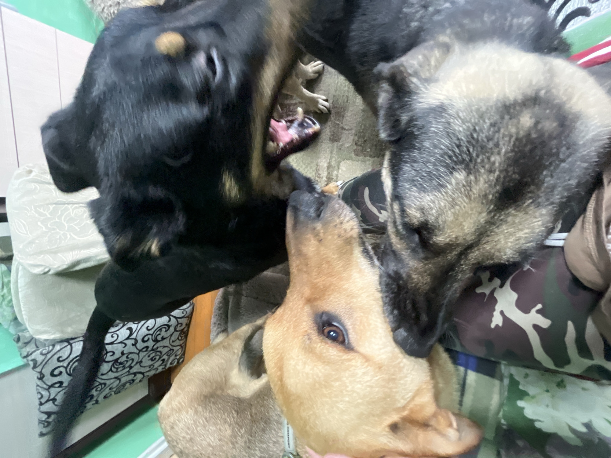 The image shows a close-up of four dogs interacting. One black dog is in the foreground, with its mouth open and pink tongue visible, appearing to be interacting with a lighter-colored dog to its left. Another dog, a German Shepherd mix, is in the lower right portion of the frame, with its head resting down. A tan dog is visible on the left side, with its head turned slightly away from the camera. The dogs are on a surface that appears to be a blanket with a camouflage pattern, on what could be a couch or floor. Decorative pillows are visible in the background. The image does not contain enough information to determine the specific location in Nizhny Tagil, Russia.