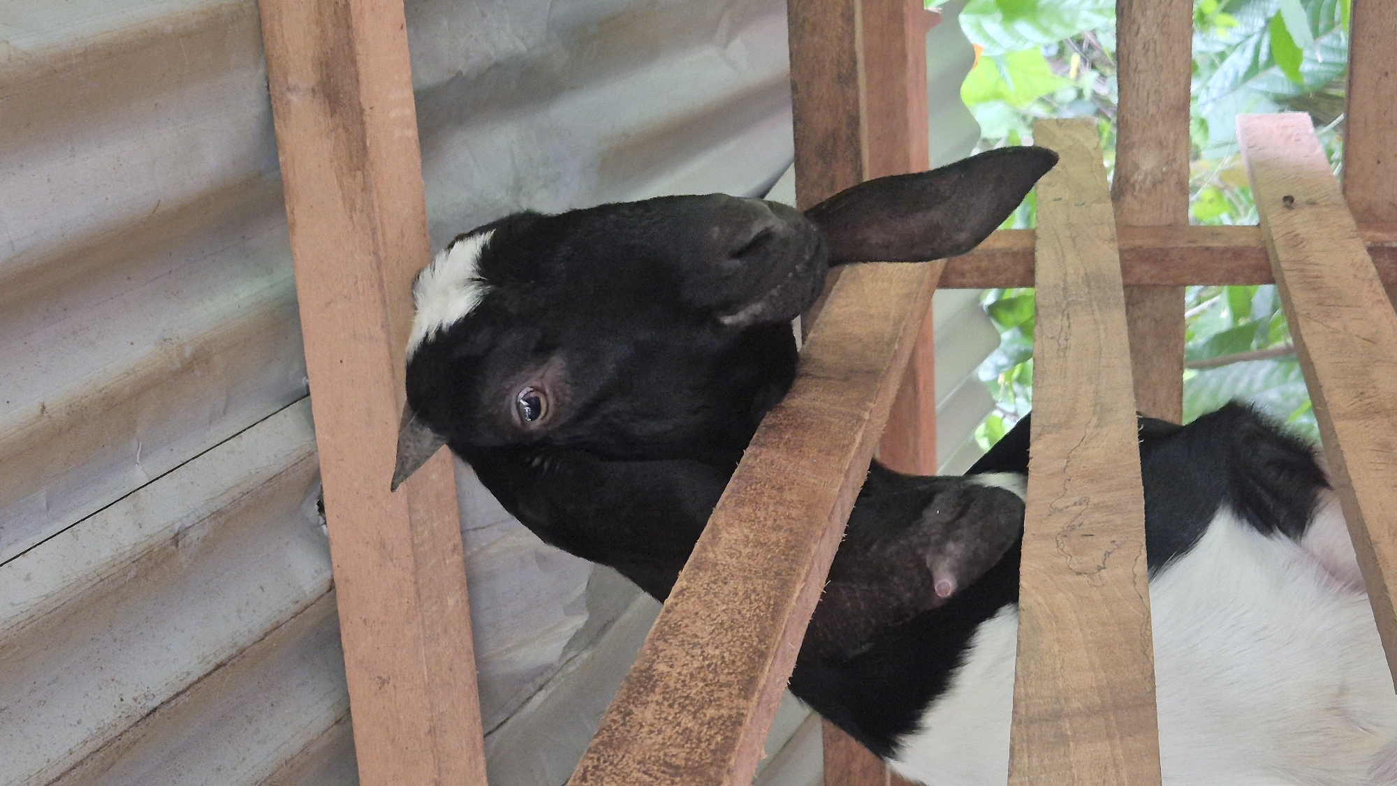 A close-up, eye-level shot captures a black and white goat within a wooden enclosure, likely a stable. The goat's head and upper torso are the primary focus, with its black fur marked by a distinct white patch on its forehead. One of its large, dark ears drapes downwards, and its eye is clearly visible. The goat is peering over horizontal wooden beams that form the structure of the enclosure. Behind the goat, corrugated metal sheeting is visible at the top, and in the background, out-of-focus green foliage suggests an outdoor setting. The overall lighting is natural, highlighting the textures of the goat's fur and the wood. The image appears to be taken in Mee, Indonesia, based on the provided context.