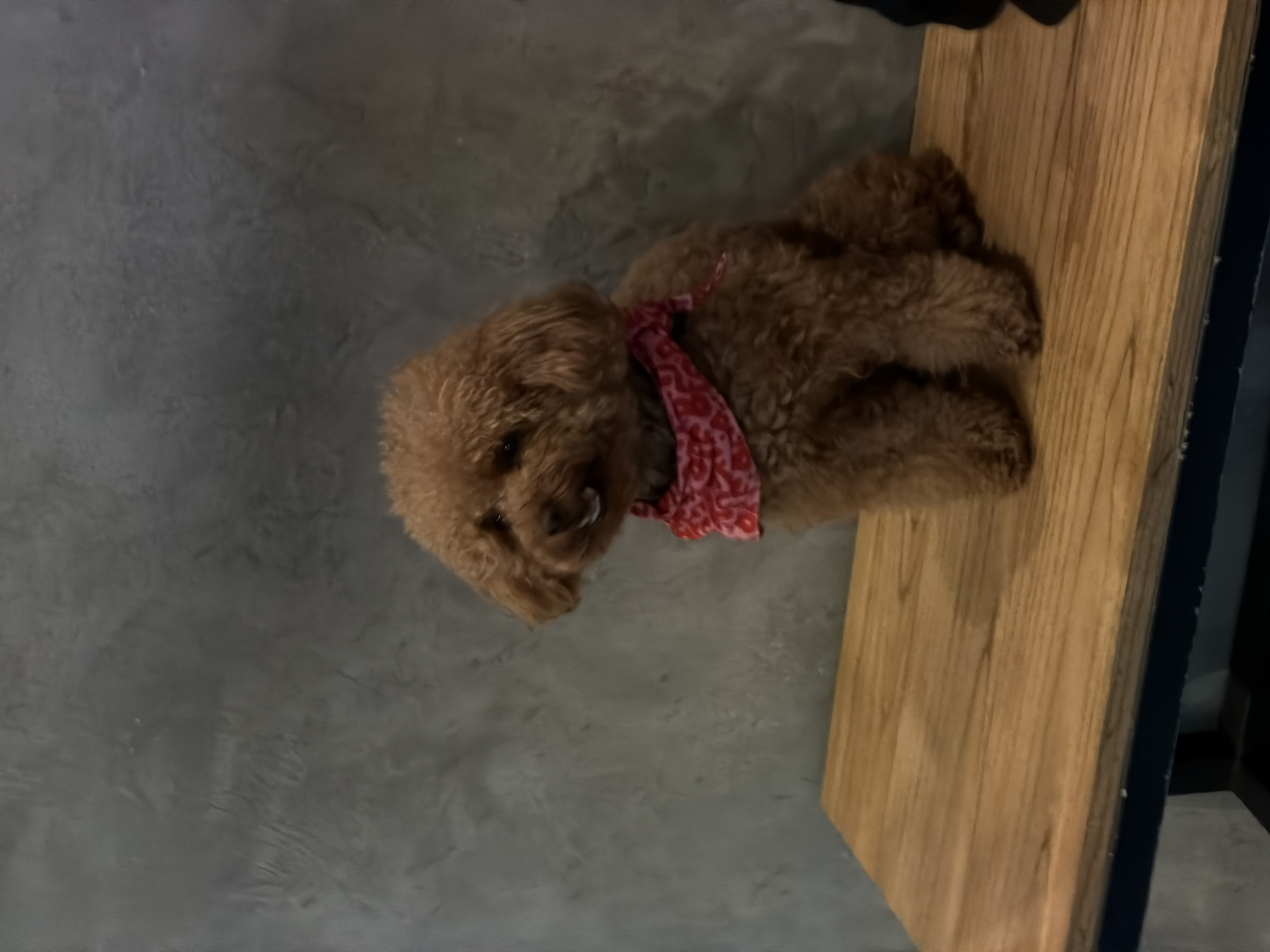 A brown poodle wearing a red and pink patterned bandana is lying on a wooden bench. The bench is on a gray concrete floor. The location is North Kuta, Indonesia.