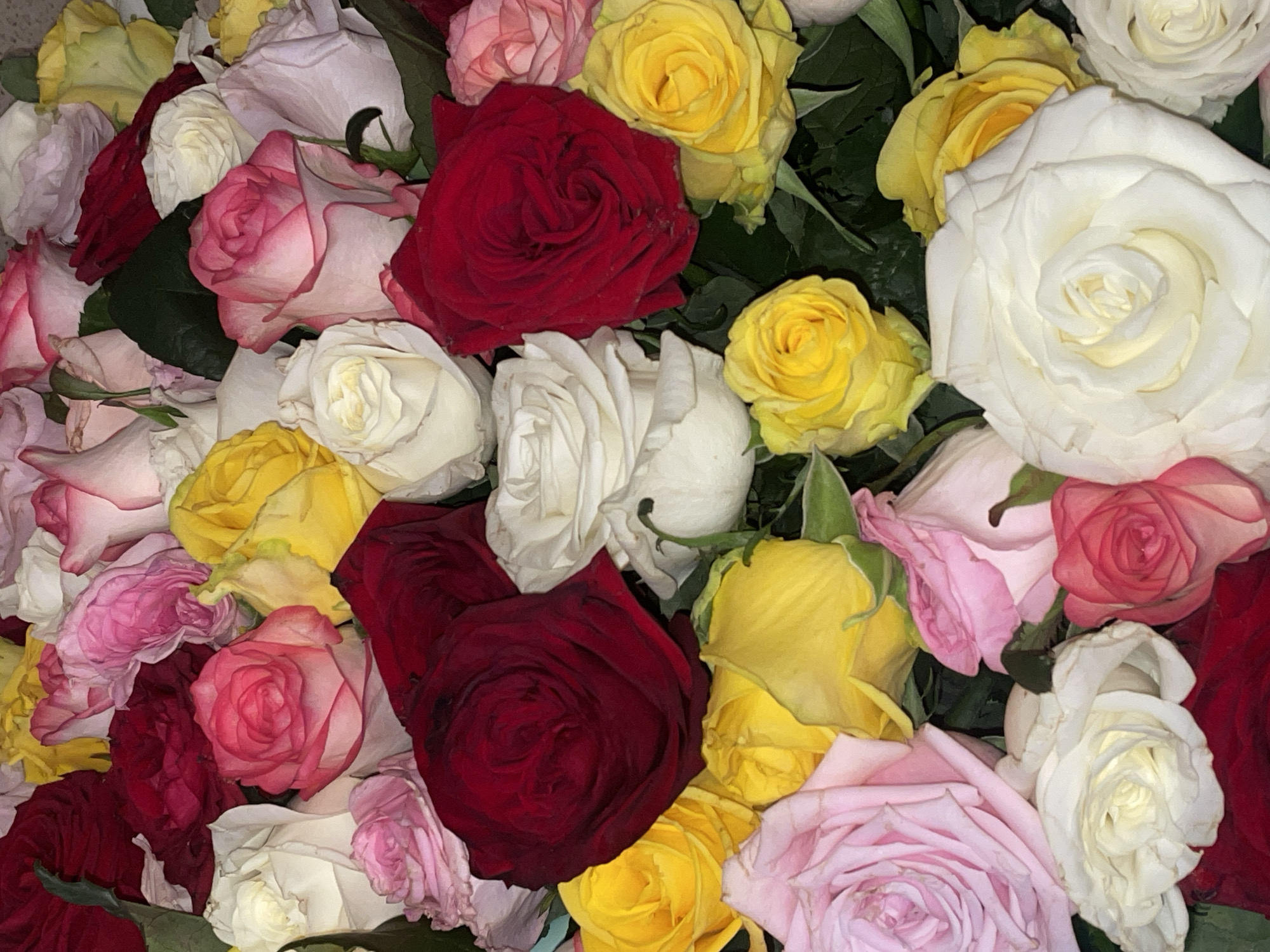 This close-up image presents a vibrant and dense arrangement of assorted roses, filling the entire frame. The dominant colors of the roses are deep red, bright yellow, creamy white, and various shades of pink, ranging from pale blush to more intense fuchsia, with some bi-color pink roses featuring white edges.
The flowers are tightly packed together, creating a rich tapestry of petals and colors. Most of the roses appear to be in full bloom or nearing it, showcasing their characteristic swirling petal patterns. A few dark green leaves are visible interspersed among the blooms, providing a subtle contrast to the vibrant flower colors.
The lighting is soft and appears to be artificial or diffused natural light, highlighting the textures of the petals without harsh shadows. There are no visible people, objects other than the flowers, or any specific background elements that would indicate a particular setting or event. The image focuses solely on the beauty and density of the rose bouquet. No text is visible in the image.