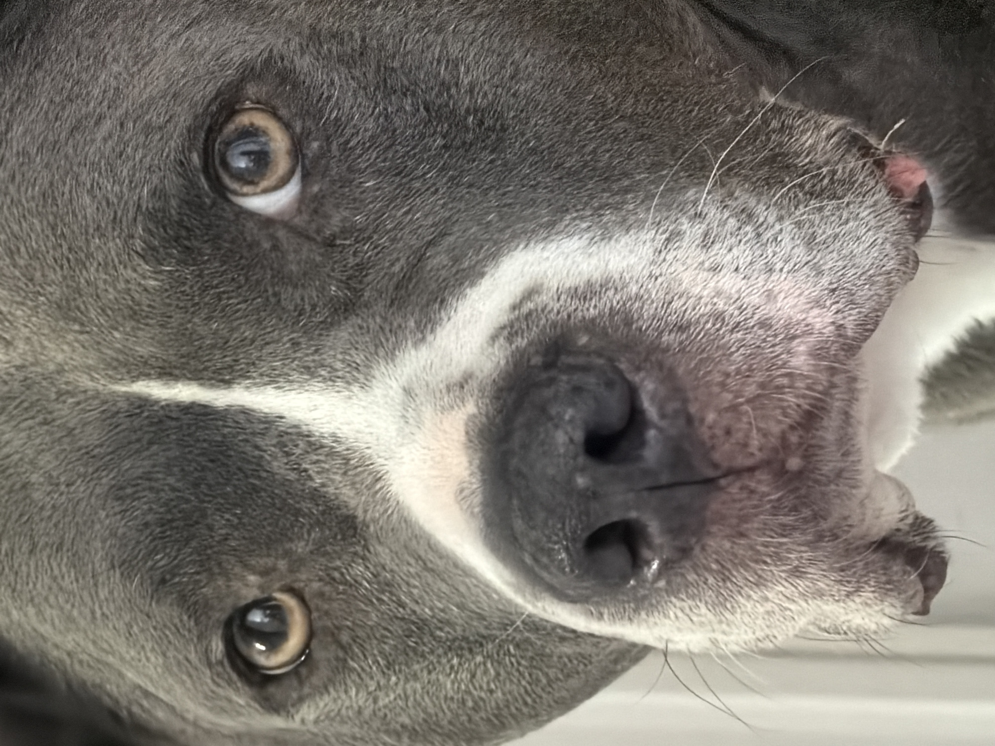 A close-up, angled view of a gray and white dog's face. The dog's left side is closer to the camera, with its eye and nose prominently displayed. The background is out of focus and provides no environmental clues. There are no people or other subjects present in the image. There is no information in the image to indicate location in Esch-sur-Alzette, Luxembourg or any specific geographic location.