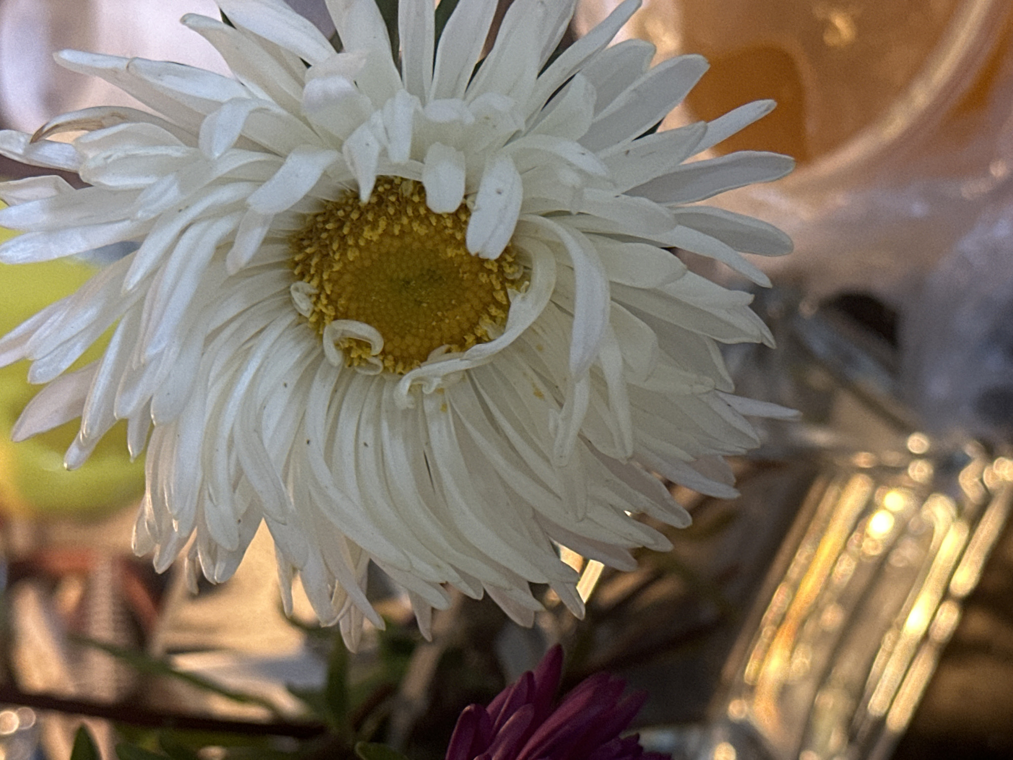 The image is a close-up, indoor photograph of a white daisy with a yellow center. The flower's petals are delicate and layered, with some appearing slightly curled or wilted. To the left of the daisy, a portion of a dark pink or purple flower is visible. The background is blurred, featuring warm, out-of-focus lights and a hint of orange liquid in a container to the right. The overall lighting suggests an artificial light source, possibly from lamps or ambient room light, creating bokeh effects in the background. There is no visible indication of the city of Nevinnomyssk, Russia, in the image.