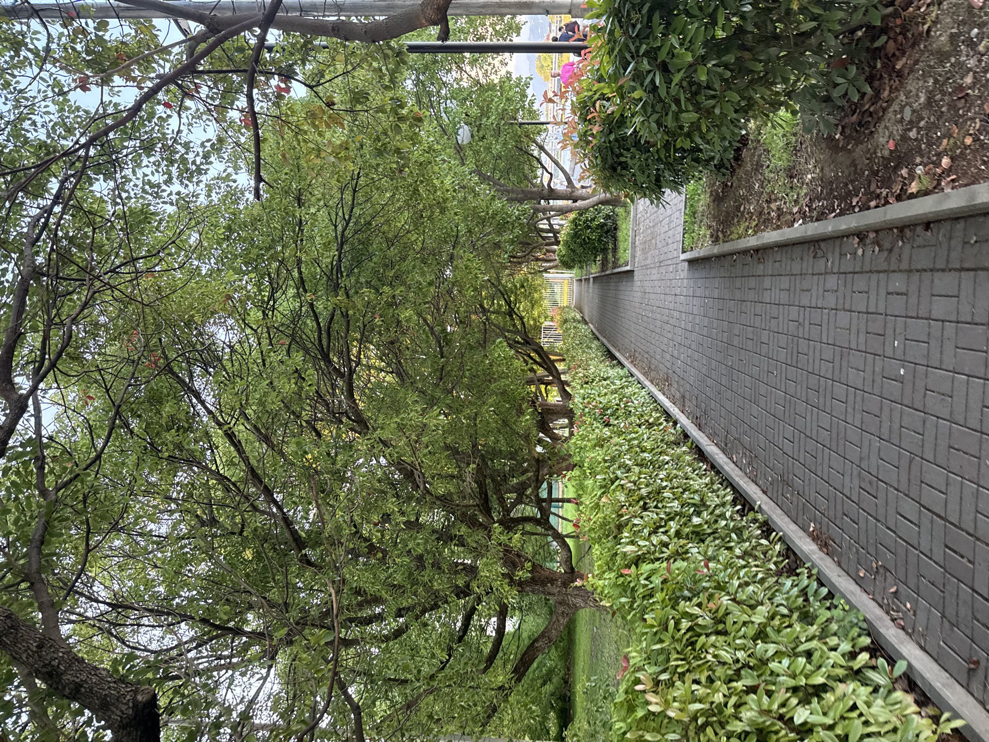 This is a vertical, eye-level shot of a paved walkway lined with manicured green bushes on the left and trees with abundant green foliage casting shadows on the walkway. The walkway is paved with rectangular gray bricks laid in a basketweave pattern. The bushes on the left are dense and trimmed into a neat hedge. Trees with thick trunks and branches spread overhead, creating a canopy. On the right side of the walkway, there are more bushes and some bare earth with scattered leaves. In the distance, a few people are visible, including one person wearing a pink shirt, and a streetlamp. The overall environment suggests a park or a well-maintained public space. The scene is likely located in Sochi, Russia, given the lush greenery and temperate climate suggested by the trees and bushes.