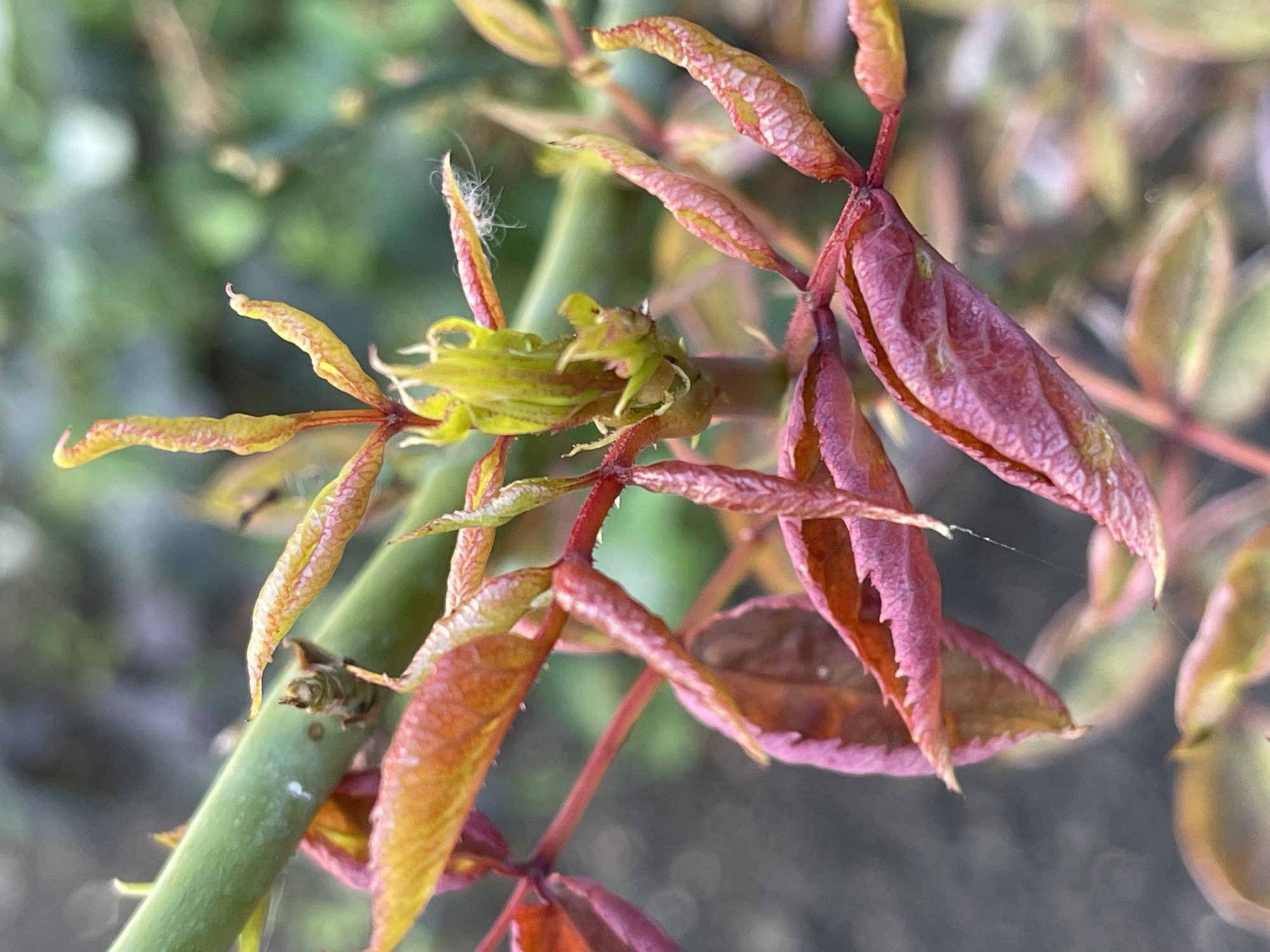 The image shows a close-up view of a rose bush stem with new growth, located in an outdoor setting. The stem is green and appears to be part of a larger plant. Several young leaves are visible, in various stages of development. Some leaves are a vibrant red-pink color, while others are transitioning to yellow and green. The leaves are curled and appear somewhat delicate, indicative of new growth. Fine white hairs are visible on some of the leaves and stems. The background is blurred, suggesting a shallow depth of field, and shows hints of green foliage and dark soil. There is no indication of a specific location within the city of Средний, Russia, beyond it being an outdoor garden or natural area where rose bushes grow. No people, actions, or interactions are depicted.