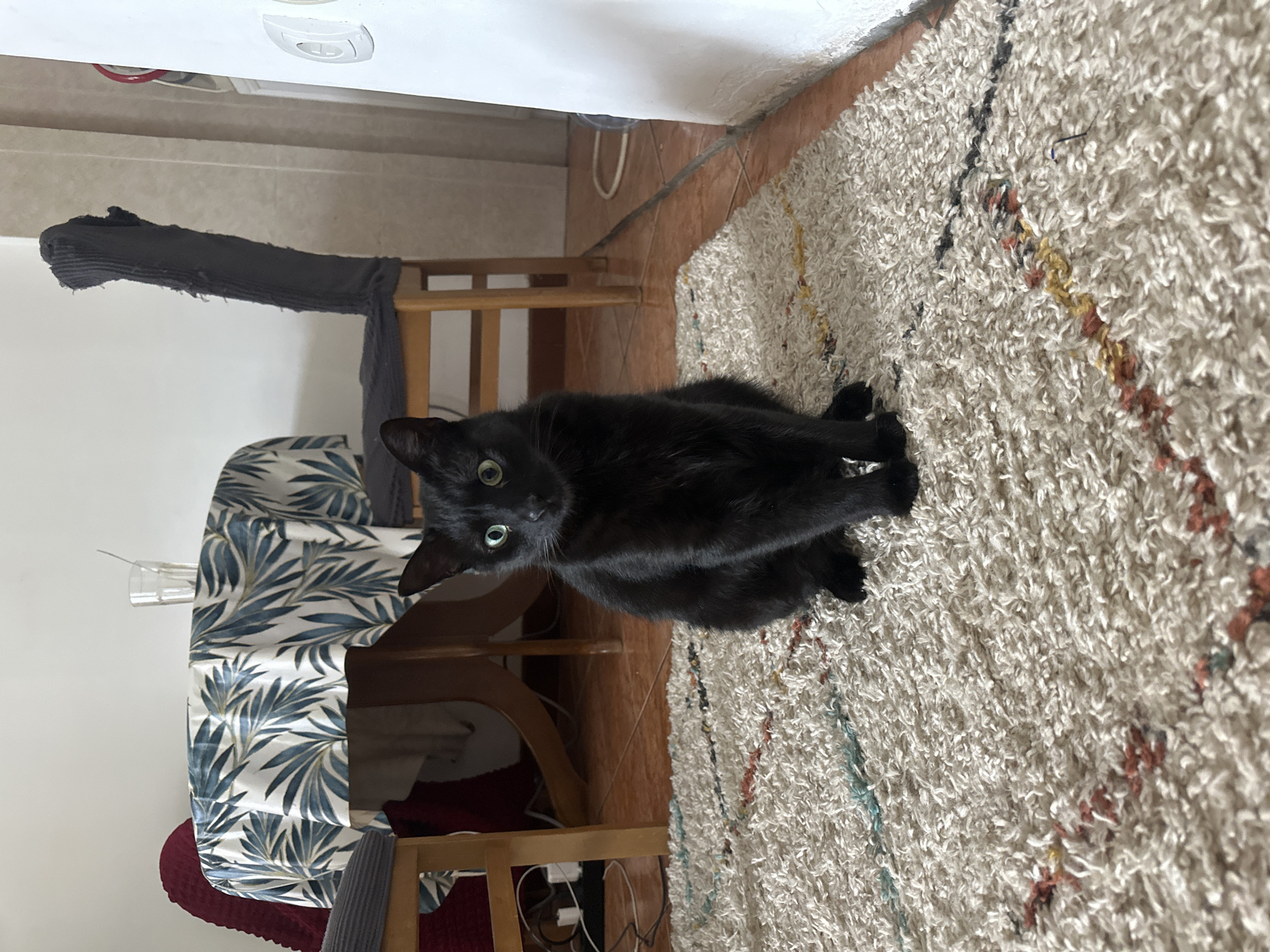 A black cat sits on a multi-colored shag rug. The cat faces the camera with its head tilted to the left. The rug sits on a tiled floor, near a table with a blue and white patterned tablecloth. A wooden chair with a gray cloth draped over the back sits beside the table. A white appliance is visible in the upper left corner of the image. The location is Budva, Montenegro.