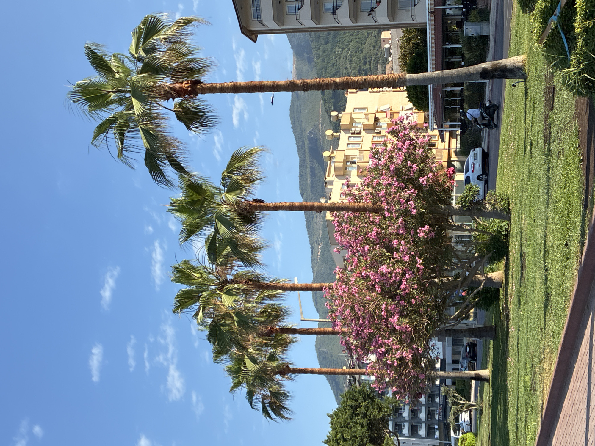 The image depicts a sunny day in Alanya, Turkey, with a clear blue sky dotted with a few white clouds. In the foreground, a well-maintained grassy lawn borders a brick pathway. A line of five tall palm trees stands prominently, their fronds reaching towards the sky. Between the palm trees and the buildings, a vibrant bush or tree with abundant pink flowers adds a splash of color to the scene.
Behind the foliage, several buildings are visible. To the left, a modern multi-story building with balconies can be seen. In the center, a light-colored building with multiple stories and visible balconies and rooftop solar water heaters is present. To the right, another building with balconies and a tiled roof is partially visible.
A road runs horizontally across the middle ground. On the road, a white car is parked on the left side, and further down, a dark-colored car is driving. A person is riding a scooter, heading away from the viewer. Beyond the buildings and the road, a green, tree-covered mountainside forms the backdrop of the scene. Some structures and cleared areas are visible on the mountain.