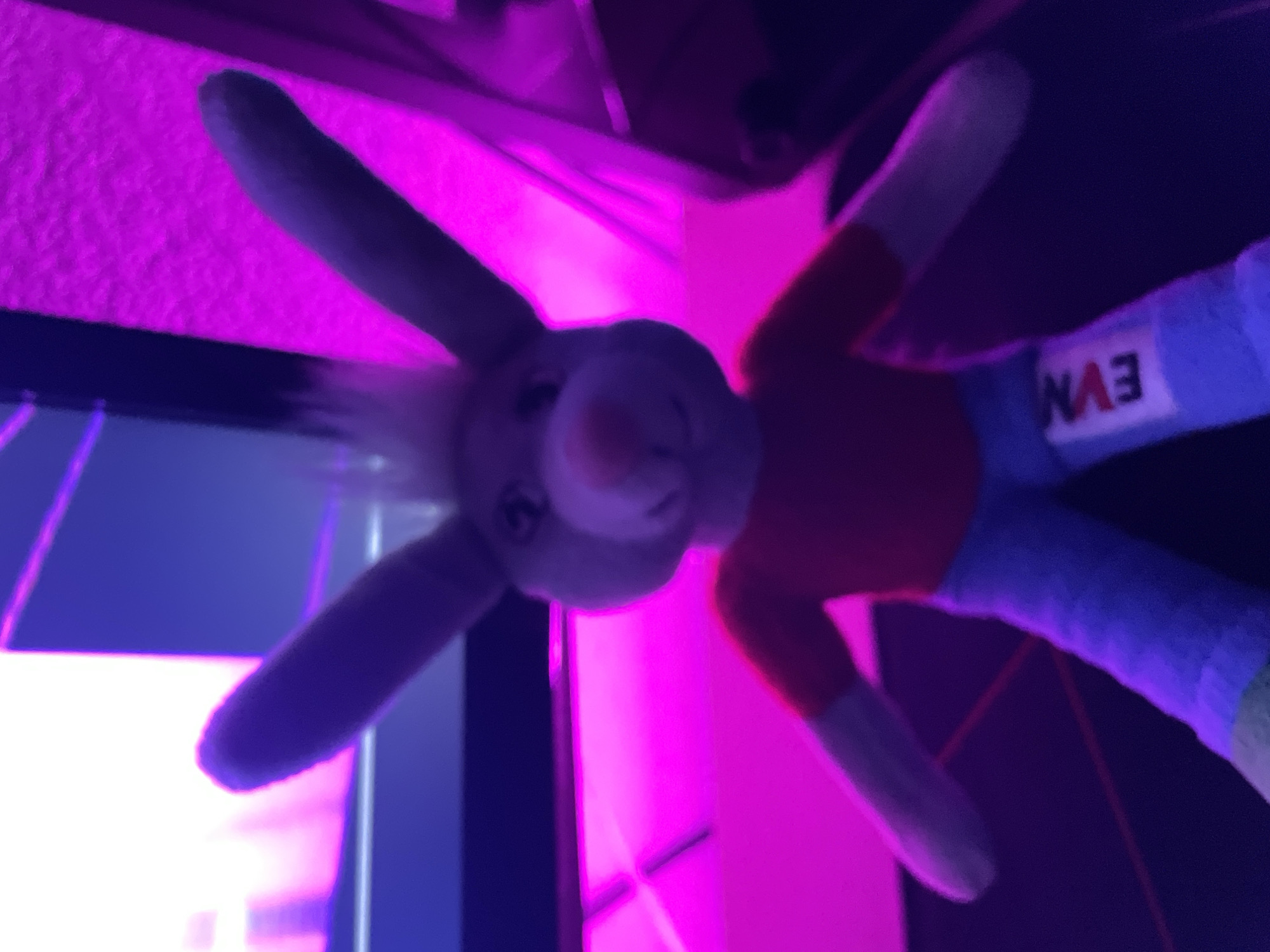An image captures a plush toy, likely an anthropomorphic rabbit or similar animal, set against a backdrop of vibrant artificial lighting. The toy features a light-colored head with a prominent nose and small eyes, long ears, and limbs. It is dressed in an orange or red long-sleeved shirt and blue trousers. On one of the blue legs, the letters "EVM" are clearly visible.
The scene is dominated by intense magenta and purple illumination, creating a dynamic and high-contrast environment. The lighting suggests an indoor setting, possibly an entertainment venue like a club, arcade, or an event space, given the abstract geometric shapes and reflections visible in the background. The overall atmosphere conveyed by the bright, artificial colors is energetic and playful.
The image is rotated, presenting the plush toy in an inverted orientation, as if hanging or positioned upside down relative to the viewer's common perspective. There are no overt activities taking place, and the toy appears stationary. The time of day is implied to be evening or night due to the reliance on artificial light. While the location context is Zlatograd, Bulgaria, no specific geographical cues are discernible within the visual content of the image.