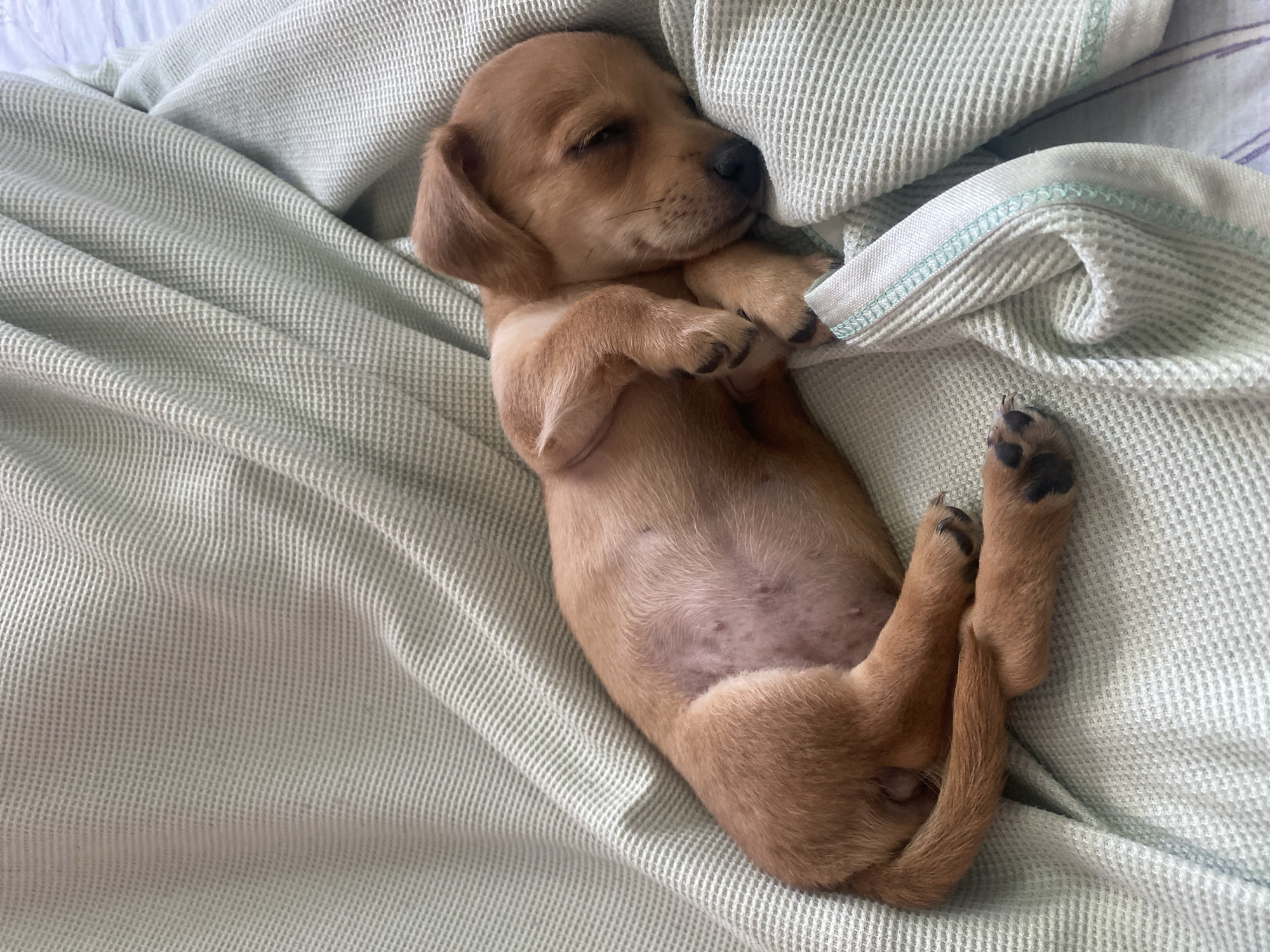 A light brown puppy is sleeping curled up on a light green waffle-knit blanket. The puppy is on its side, with its head resting on its paws. Its eyes are closed, and its ears are floppy. The blanket is draped in folds around the puppy. The scene appears to be indoors. There is no information in the image that allows for the determination of the location in the city of Dnipro, Ukraine.
