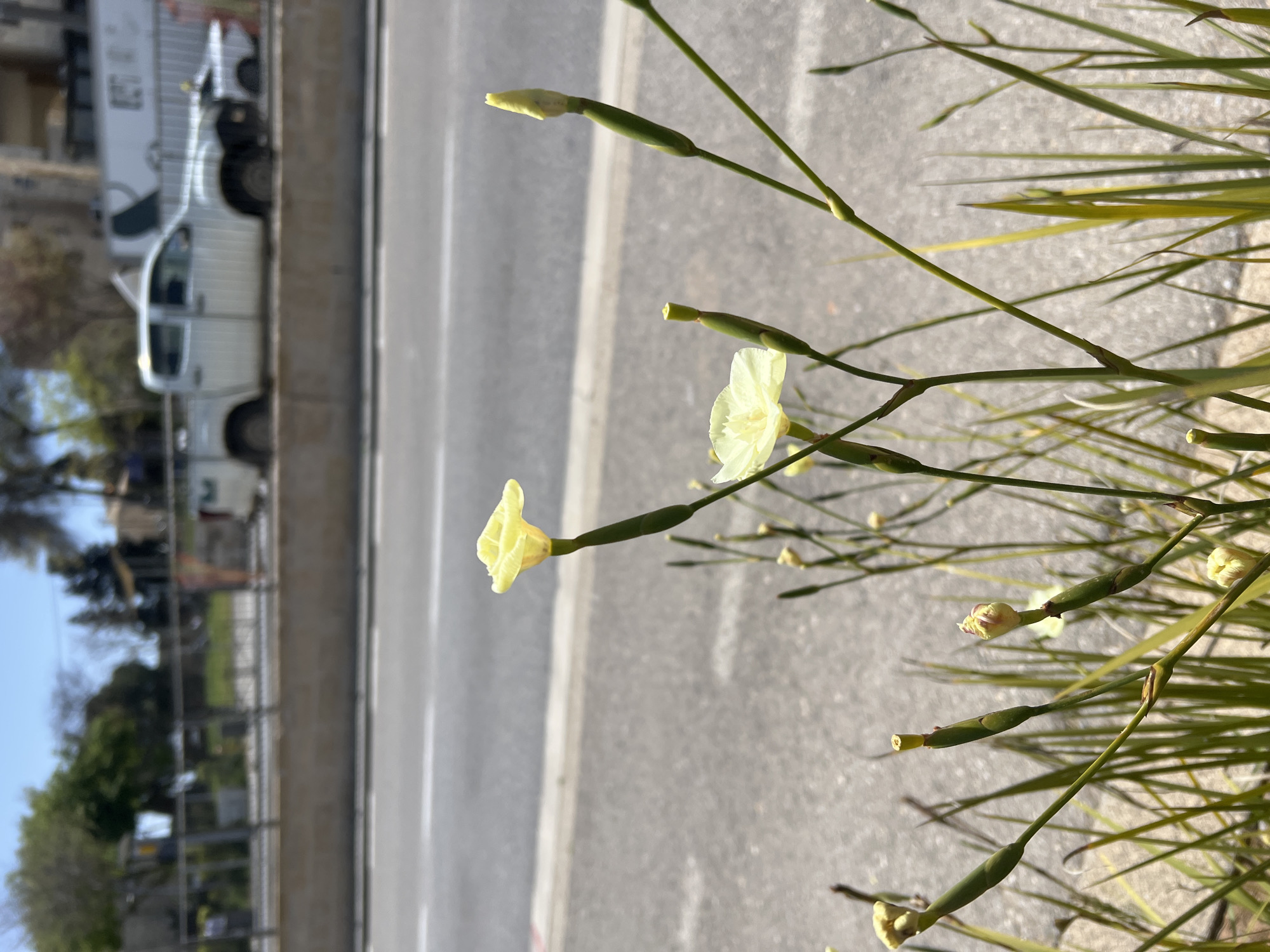 A close-up, medium-shot shows yellow flowers in bloom on a roadside in a city. The flowers are delicate, with slender green stems and unopened buds. The background consists of a light gray concrete curb, a gray asphalt road, and a blurry white utility truck is parked on the side of the road. In the distance are blurred buildings and trees. The day is sunny, with shadows cast on the pavement.