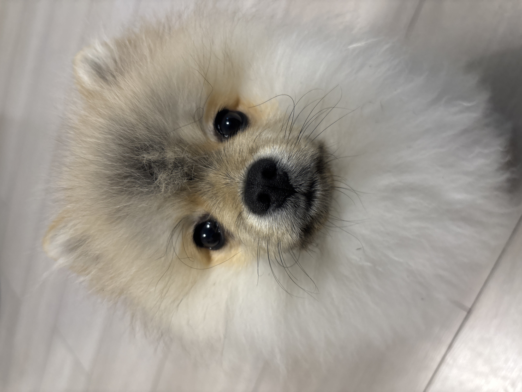 A close-up, slightly tilted portrait of a Pomeranian dog with a light beige and white coat, glossy black eyes, and a black nose. Long whiskers extend from its muzzle. The background is a light-colored, possibly wooden, surface. The location cannot be determined to be Plovdiv, Bulgaria, based on the image alone.