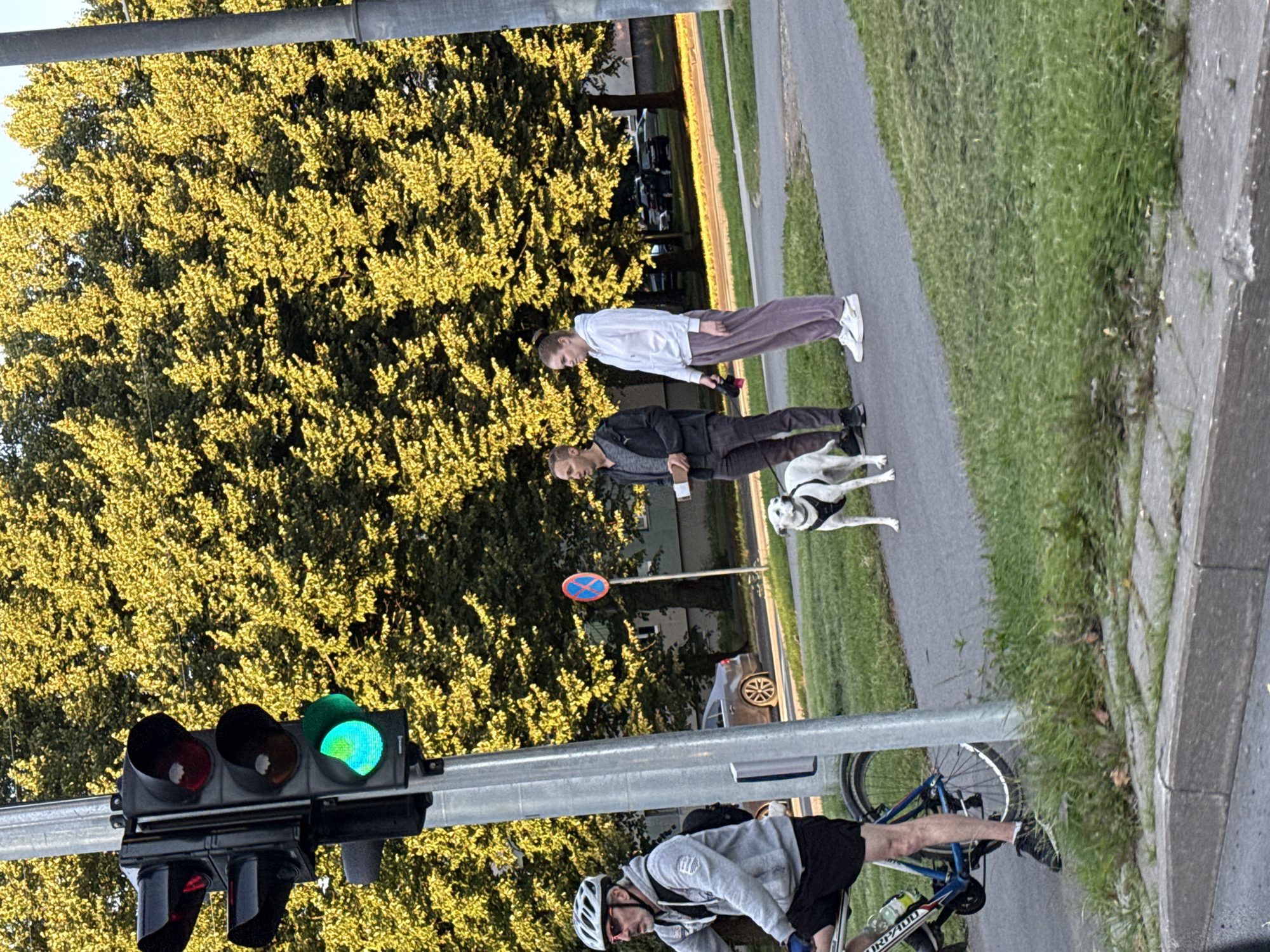 In an outdoor urban scene in Tallinn, Estonia, a traffic light displays a green signal. A man wearing a helmet and cycling gear is positioned on the left side of the frame, on a bicycle. To the right of the traffic light, a man holding a small package stands with a white dog on a leash. Beside him, a woman in a white hoodie and pink sweatpants also stands with a leash, suggesting she may be with the dog or another dog not visible. In the background, dense green trees with sunlight filtering through them line a street where cars are parked. A traffic sign with a red circle and a blue center is visible in the mid-ground. The overall environment suggests a pedestrian walkway adjacent to a road, with a residential or commercial building visible behind the trees.