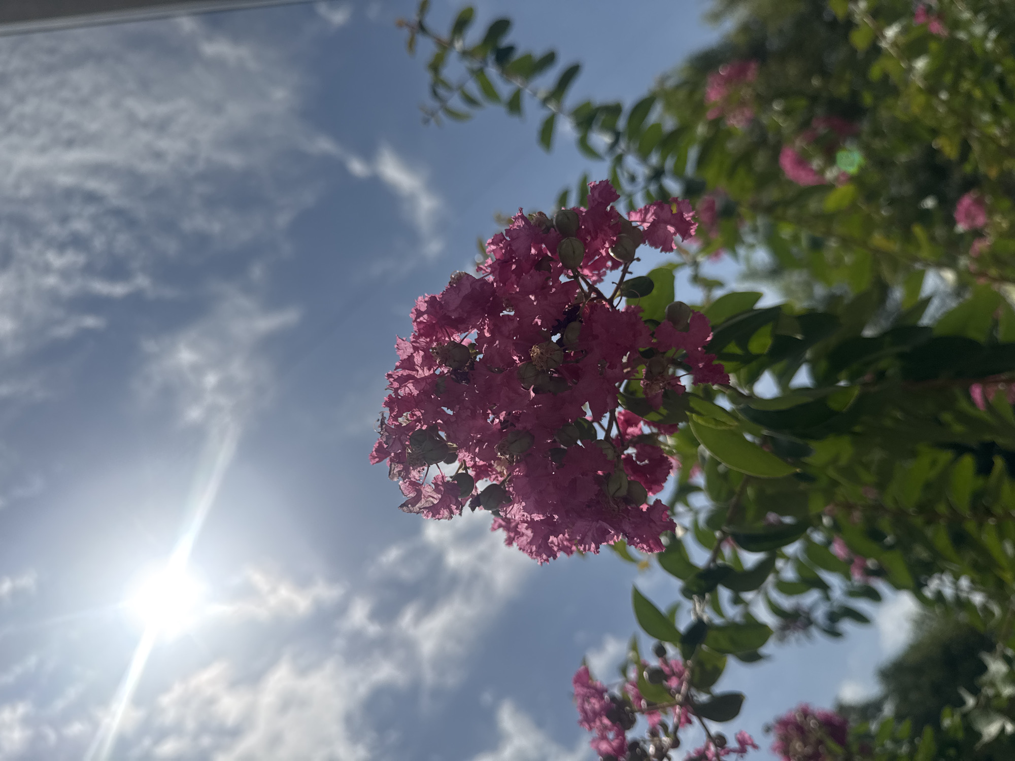 A close-up shot of pink crepe myrtle flowers against a bright blue sky. The sun is high and slightly to the left of the frame, casting a lens flare. The flowers are clustered together, with some buds visible. Green leaves and branches frame the flowers. The background shows more foliage and a blurry sky with wispy clouds. The image appears to have been taken outdoors on a sunny day. No people or specific Tashkent landmarks are visible.