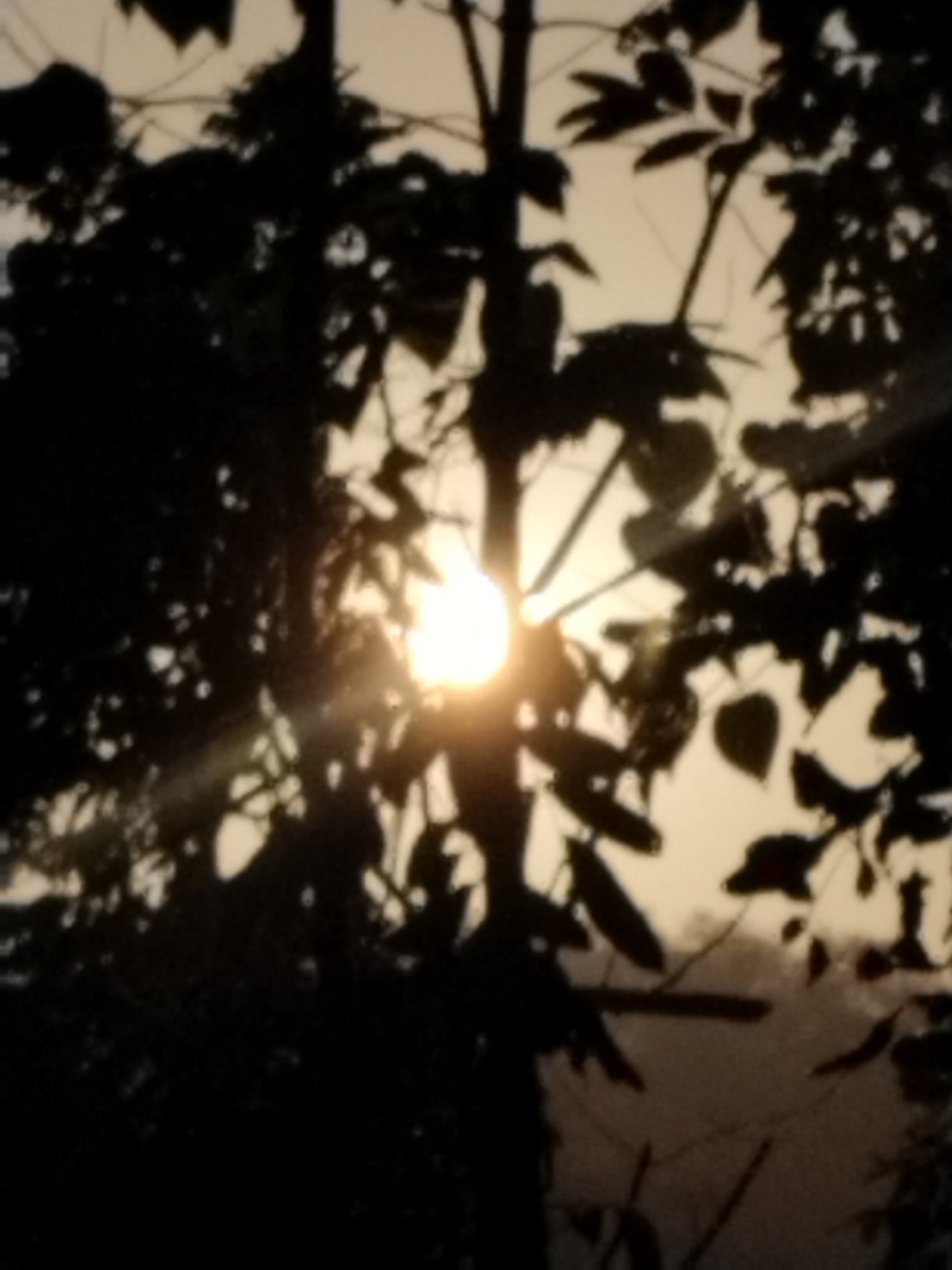 The image is a photograph of a silhouetted tree with the sun visible through its branches. The sun appears as a bright, glowing orb, with rays of light emanating outwards. The leaves and branches of the tree are dark against the bright sky, creating a stark contrast. The overall impression is one of a peaceful, natural scene, possibly at sunrise or sunset. The image has a soft focus, giving it a dreamy or ethereal quality. The location is the city of Unknown, Unknown.