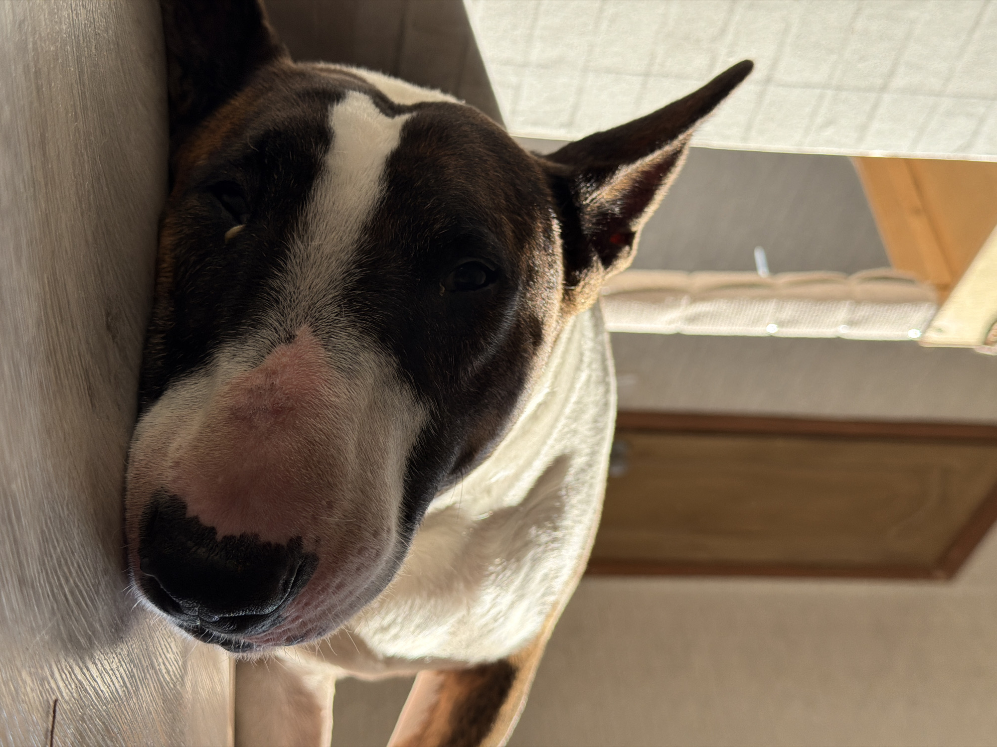 A close-up, low-angle shot features a brindle and white Bull Terrier resting on a light-colored wooden floor. The dog's head is angled towards the viewer, with its left eye partially visible and its snout prominent in the foreground. Sunlight streams in from the left, casting shadows and highlighting the dog's fur and the texture of the floor. In the background, a textured wall, a wooden doorframe, and what appears to be a partially visible piece of furniture or a shelf are discernible. The overall setting suggests an indoor environment within a residential space. The location in the city of Chaikovsky, Russia, is not visually identifiable within the image itself.